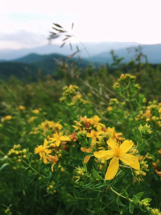 Flower Essence: St. John's Wort - Image 3