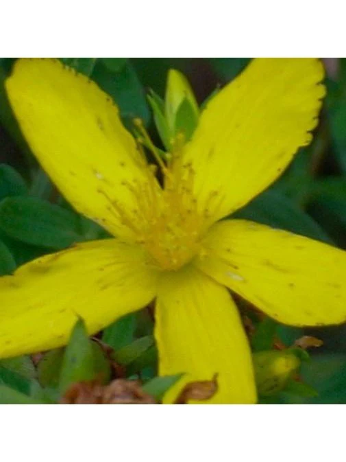 Flower Essence - St. John's Wort - Image 2
