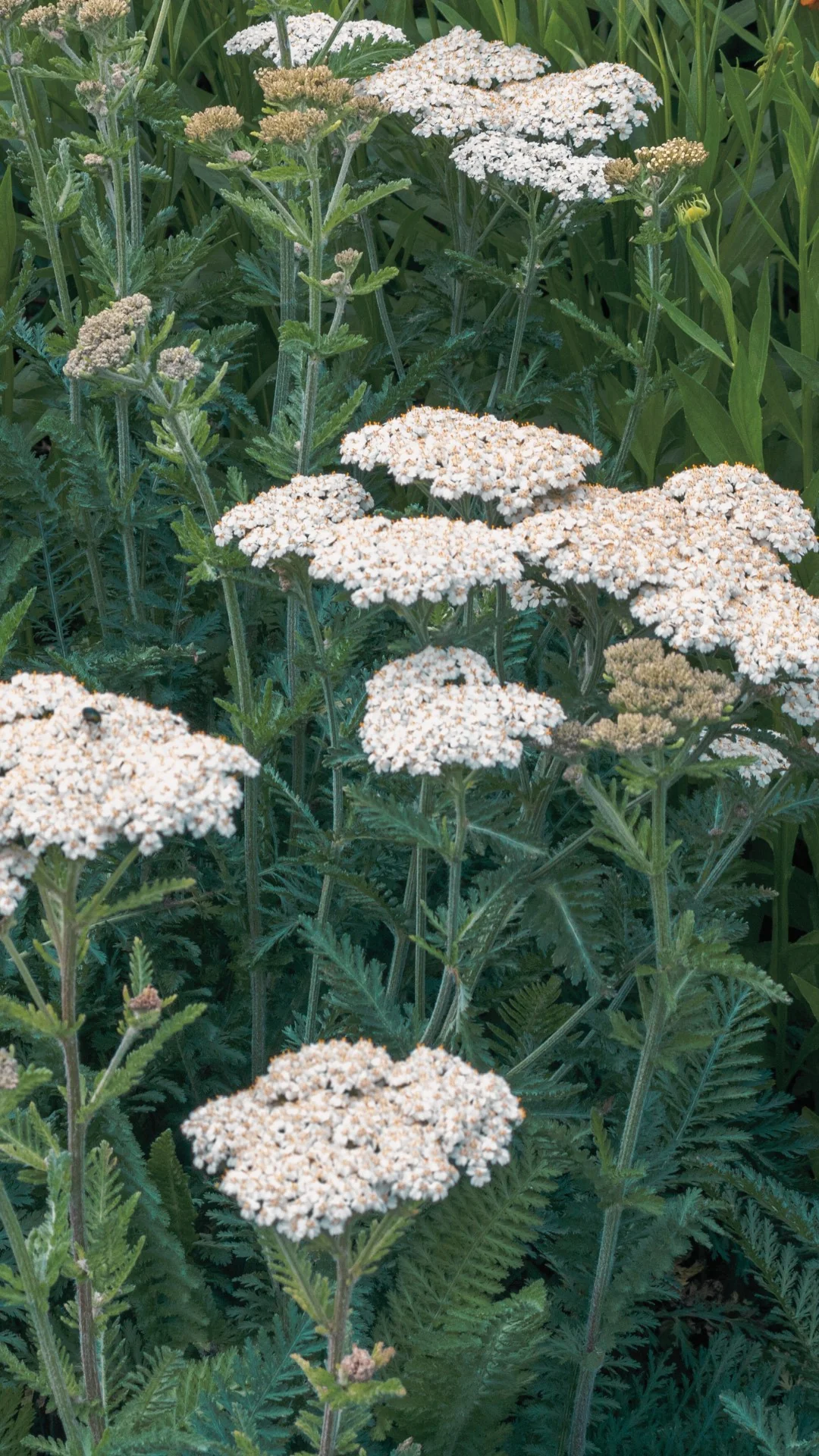 Flower Essence: Yarrow - Image 3