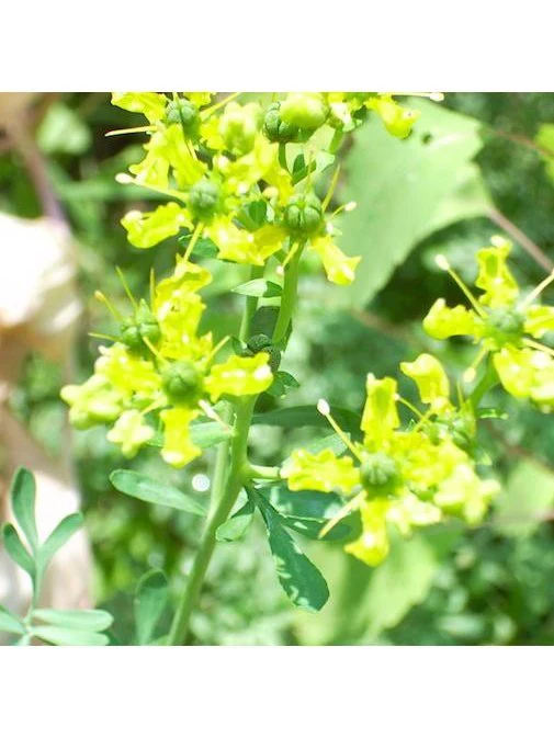 Flower Essence - Protection Blend - Image 2