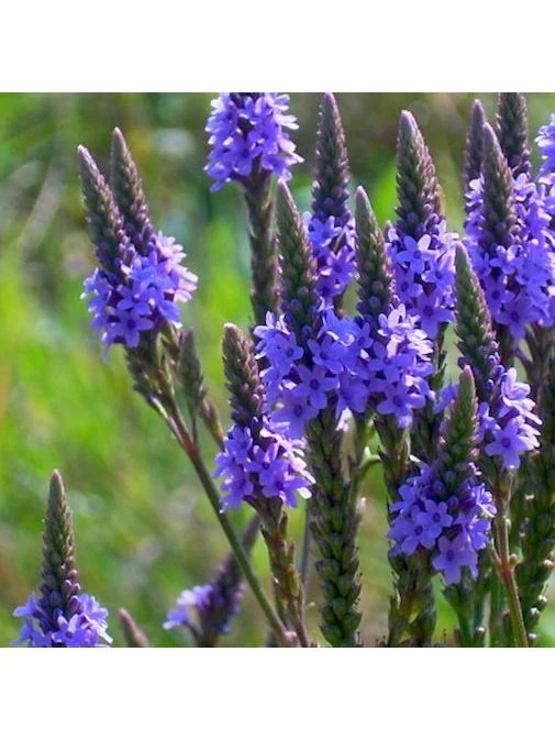 Flower Essence - Relax - Image 2