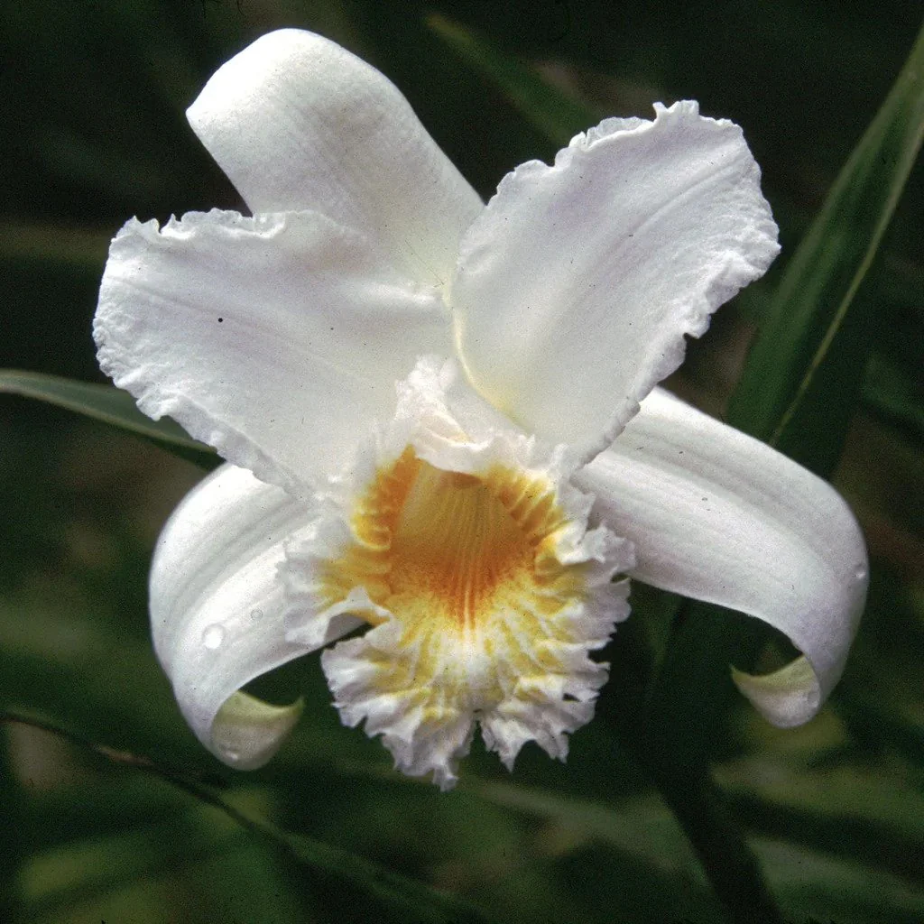 Gold and Silver/White Chakra -Sobralia Setigera - Image 2