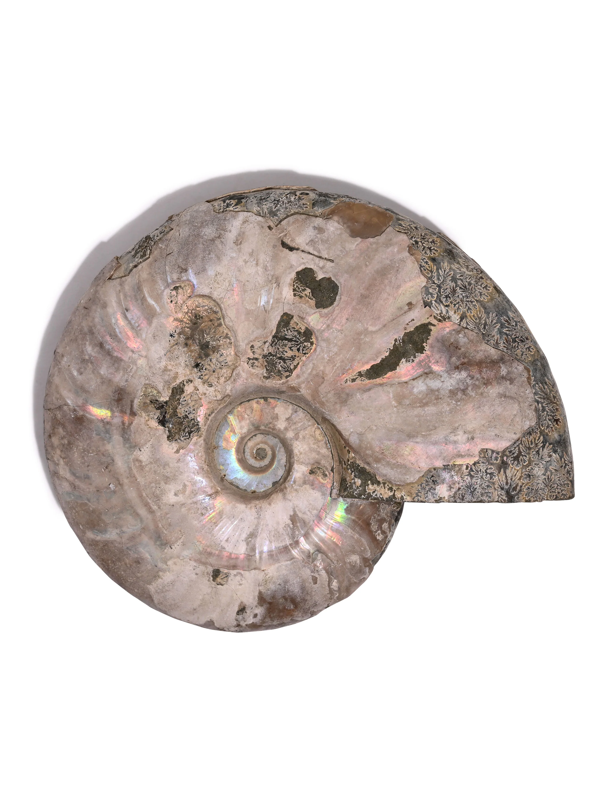 Iridescent Ammonite - Image 10