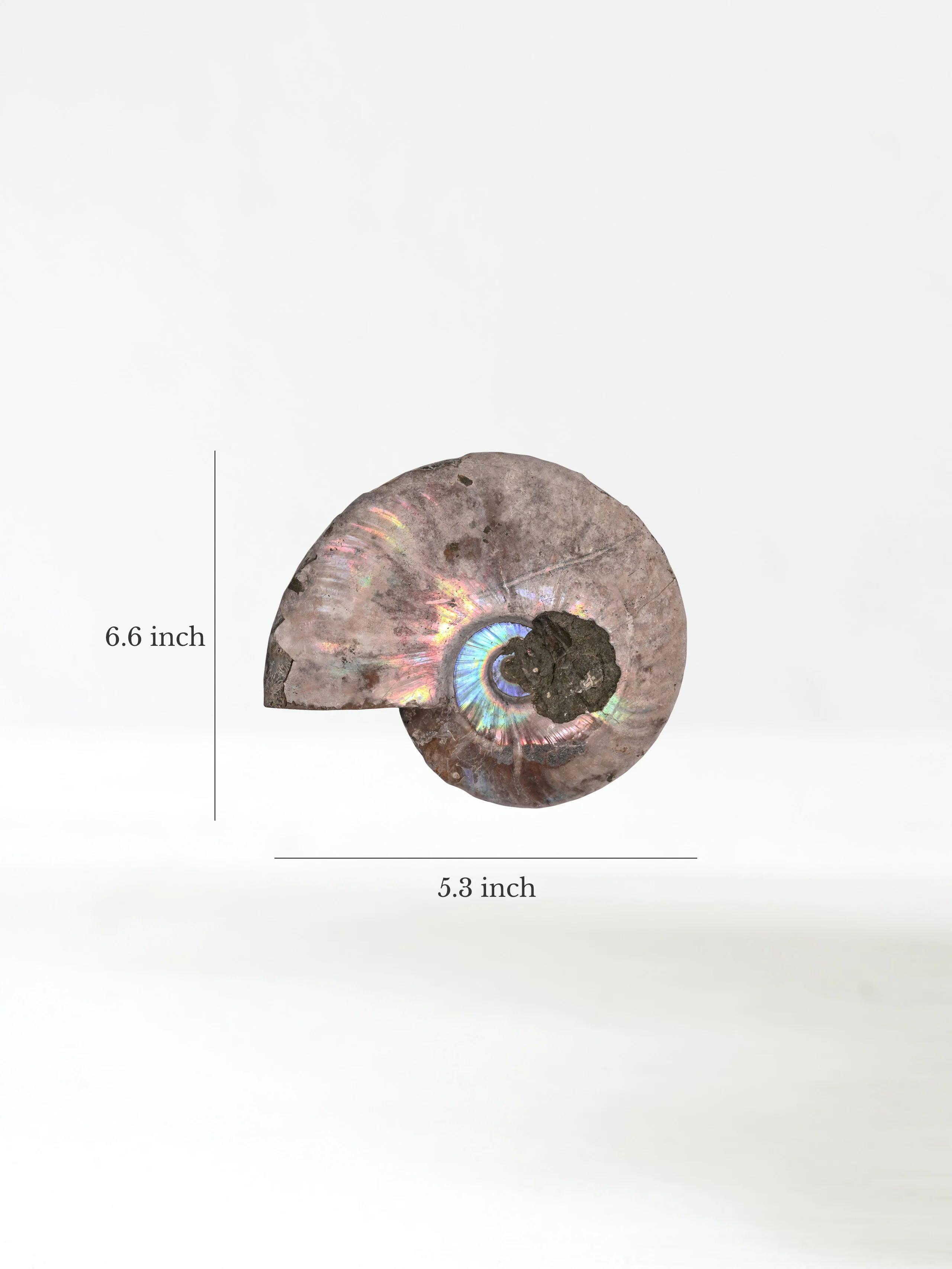 Iridescent Ammonite - Image 11