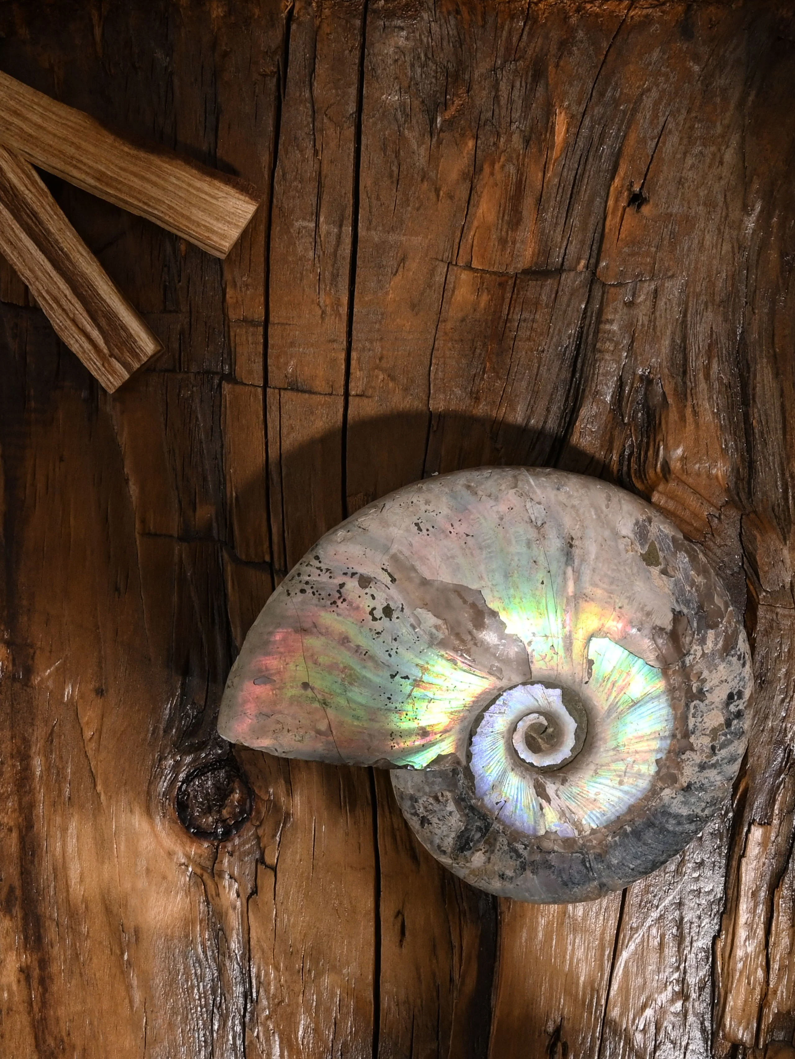 Iridescent Ammonite - Image 12