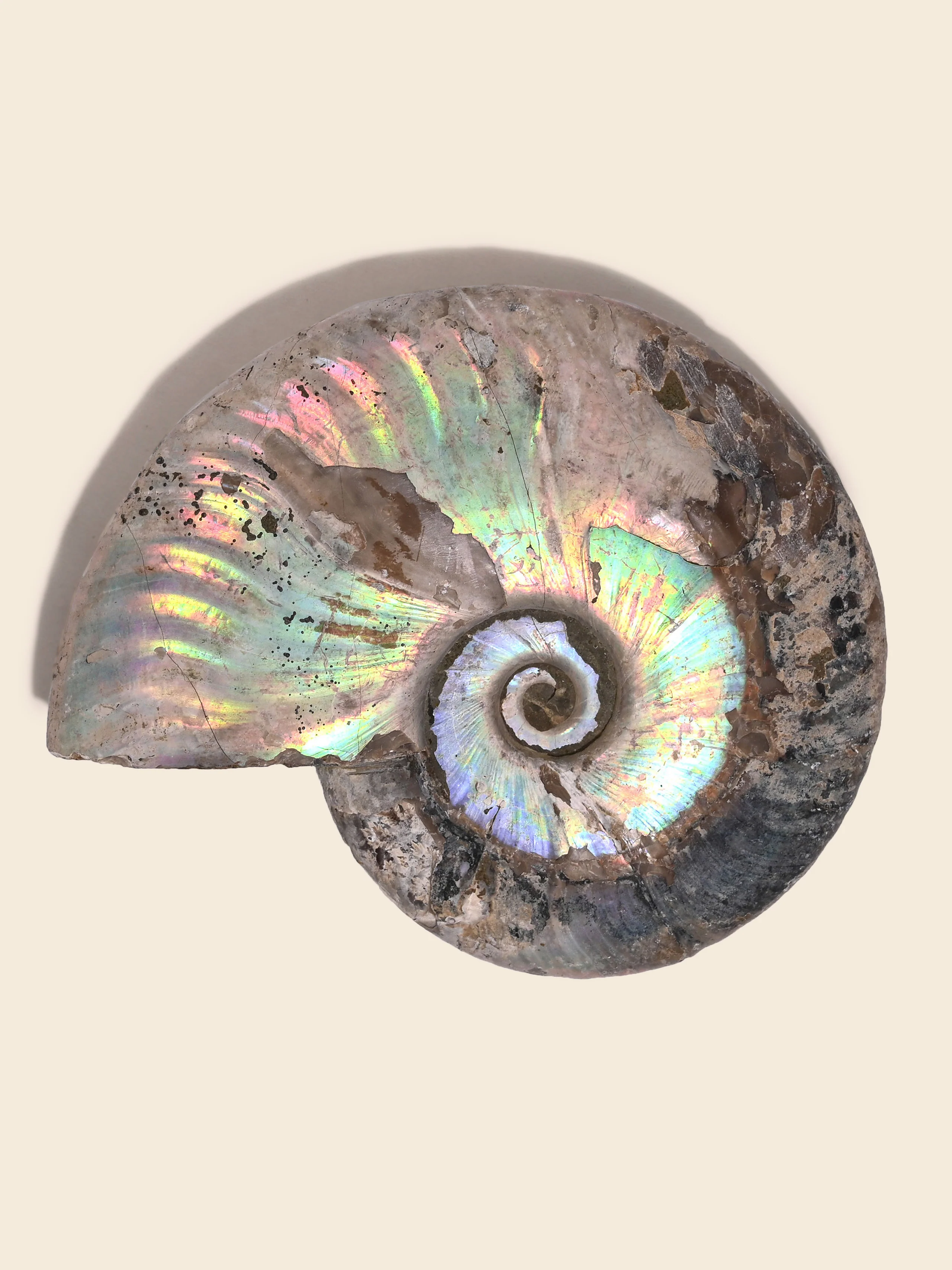 Iridescent Ammonite - Image 13