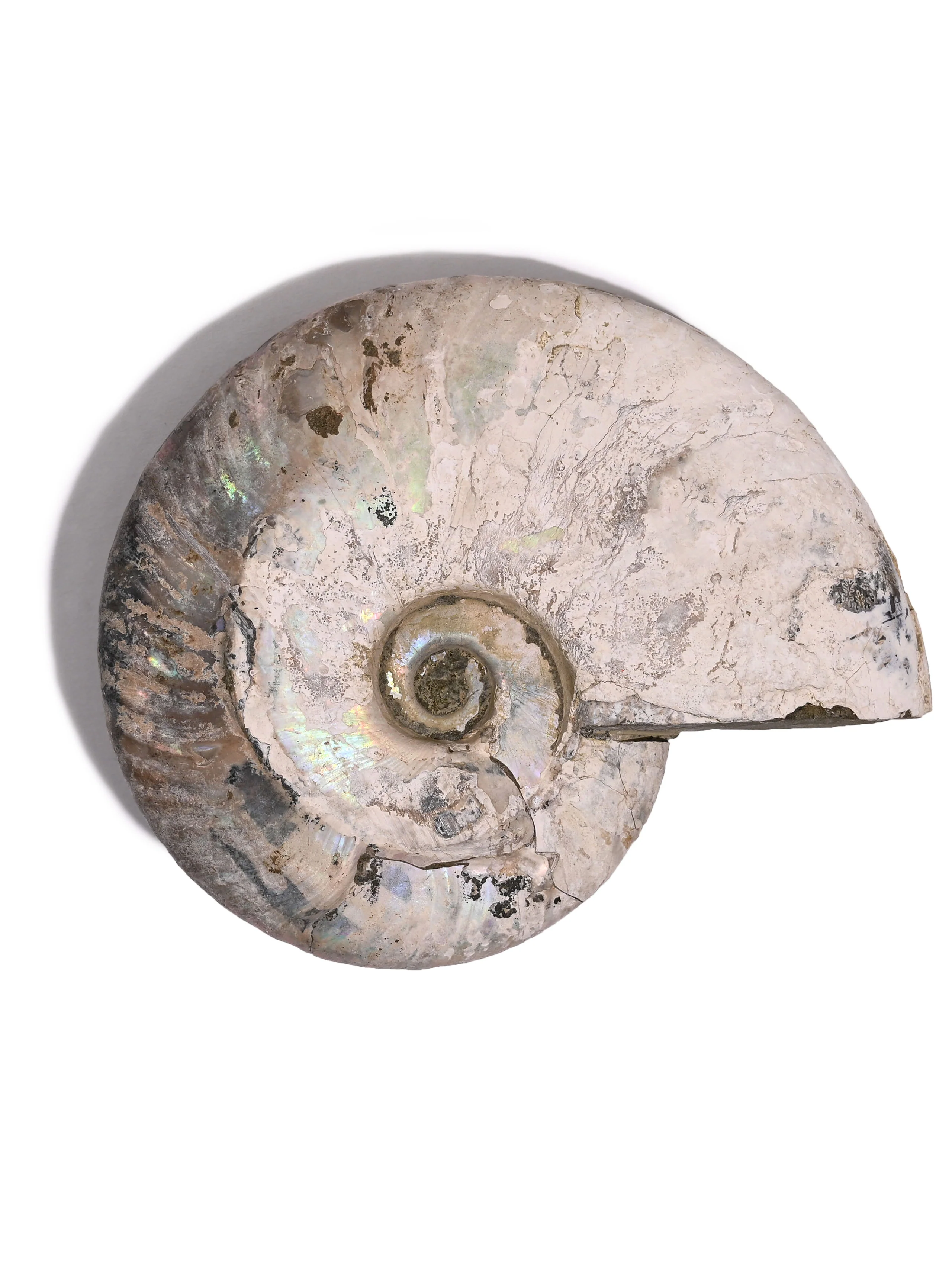 Iridescent Ammonite - Image 14