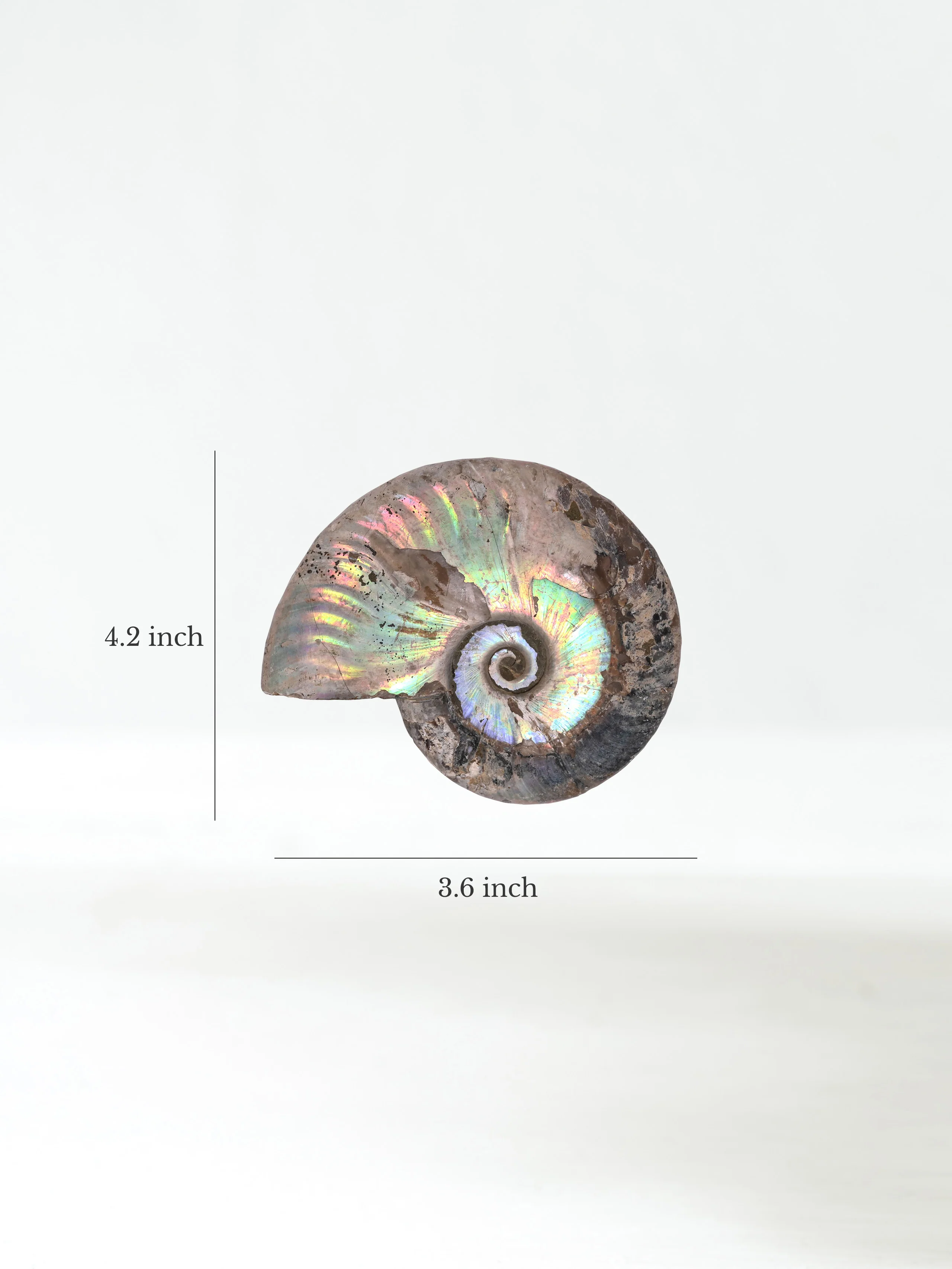 Iridescent Ammonite - Image 15