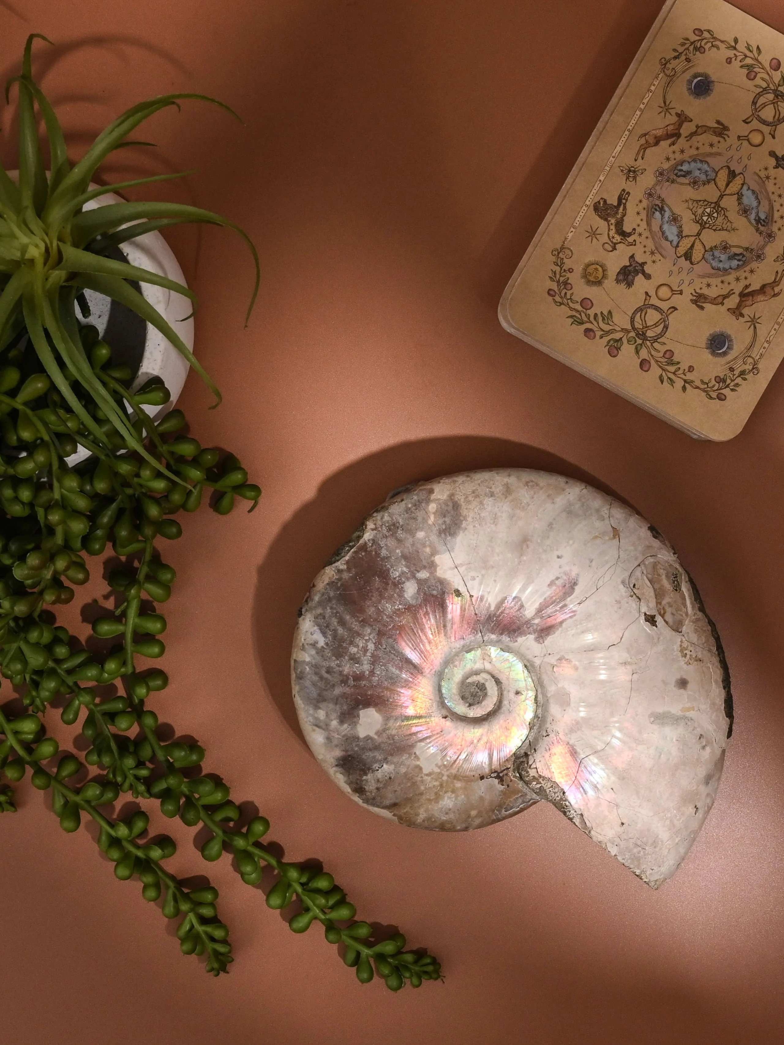 Iridescent Ammonite - Image 16