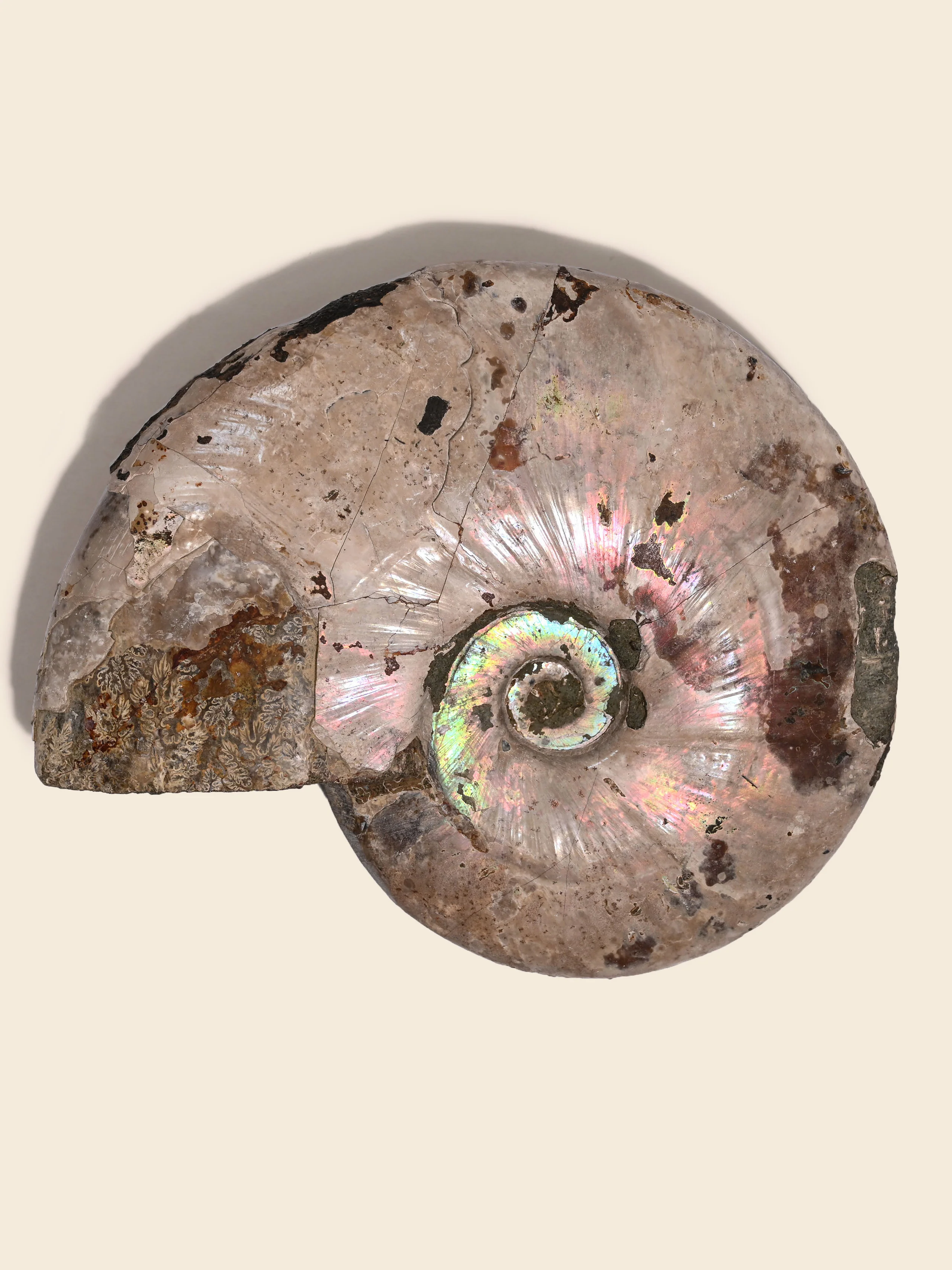 Iridescent Ammonite - Image 17