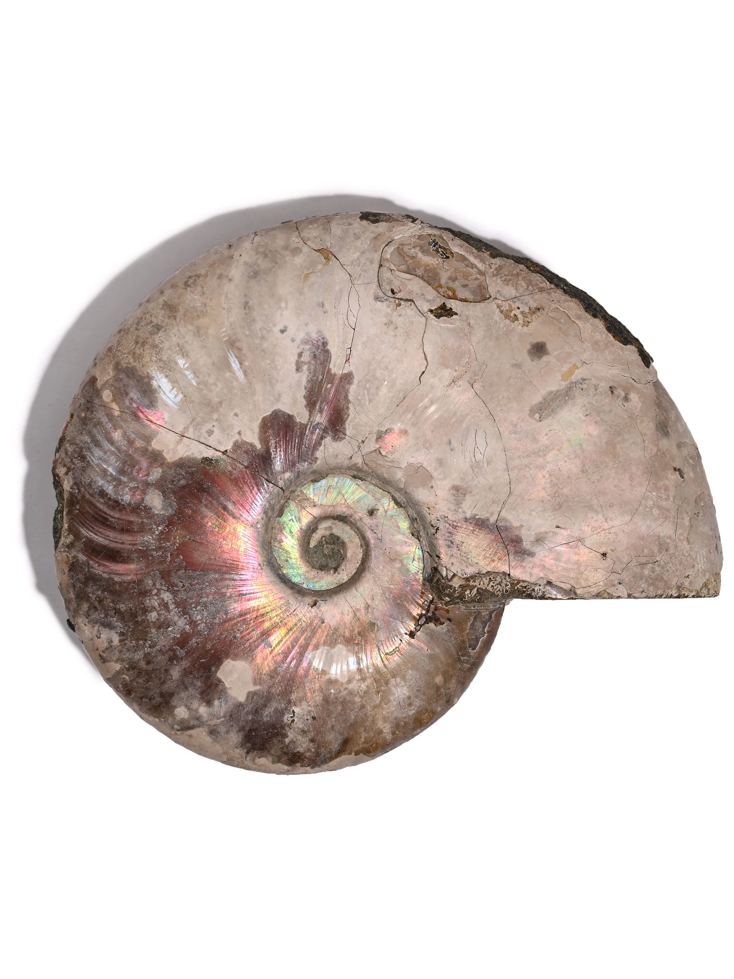 Iridescent Ammonite - Image 18