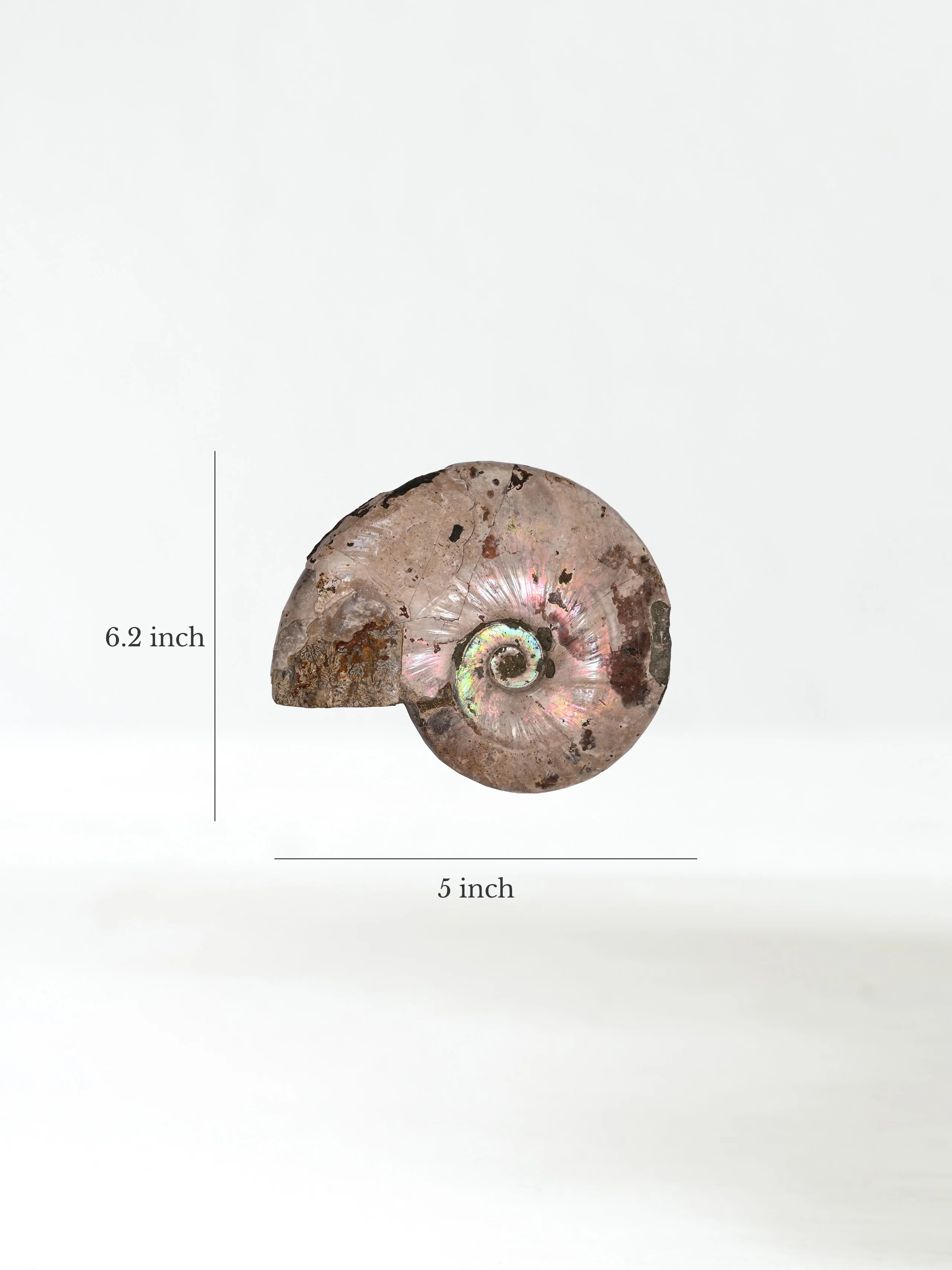 Iridescent Ammonite - Image 19