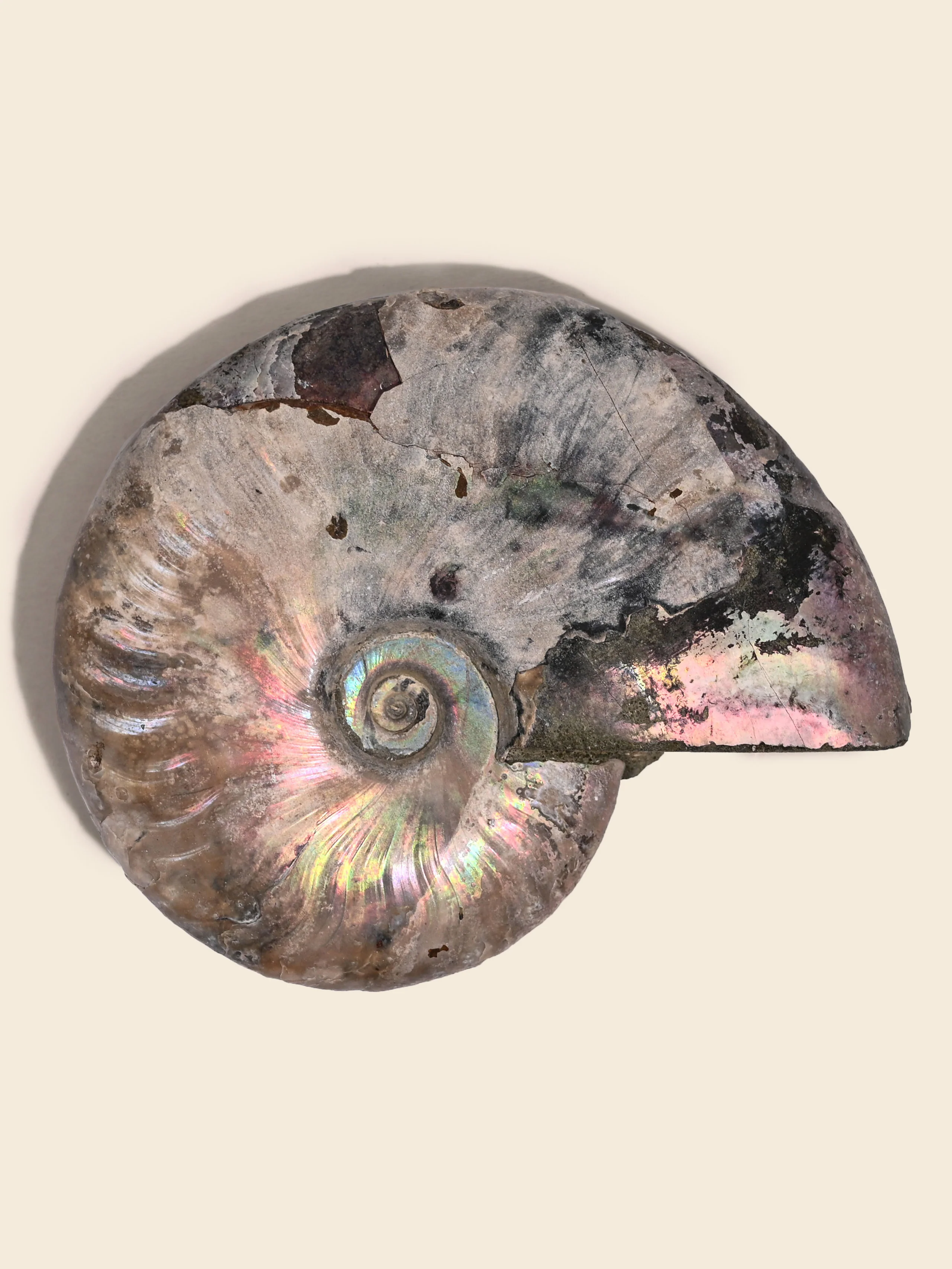 Iridescent Ammonite - Image 2
