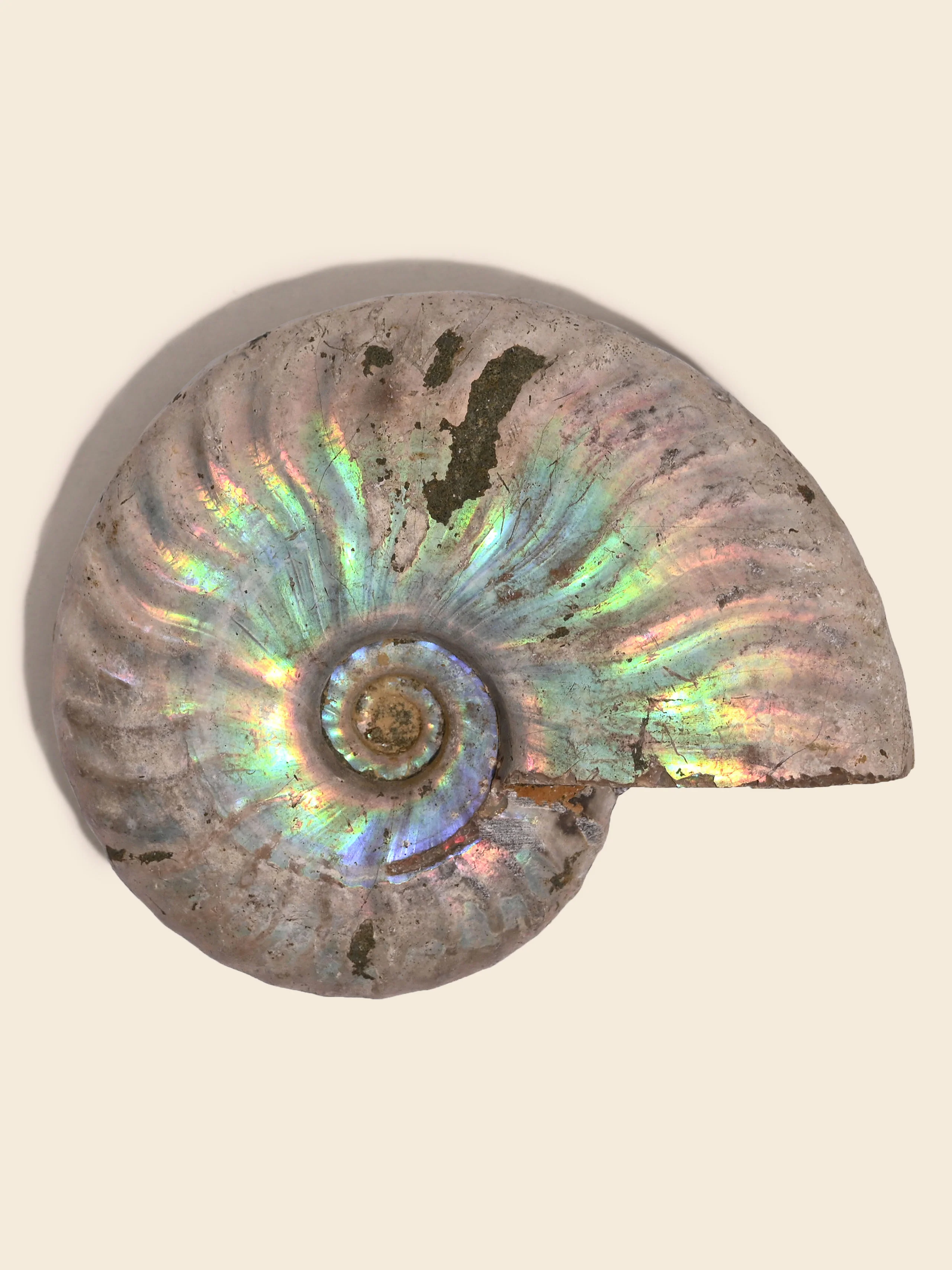 Iridescent Ammonite - Image 20
