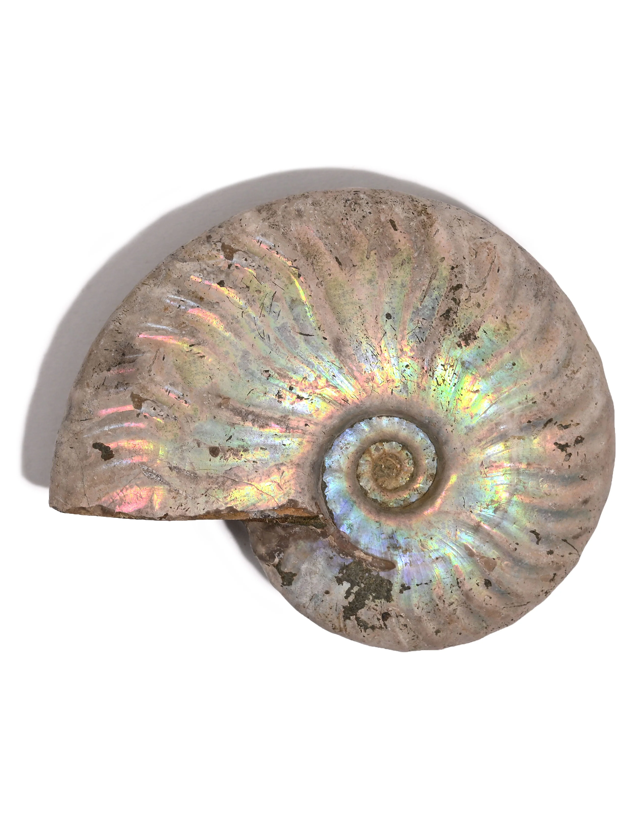 Iridescent Ammonite - Image 21