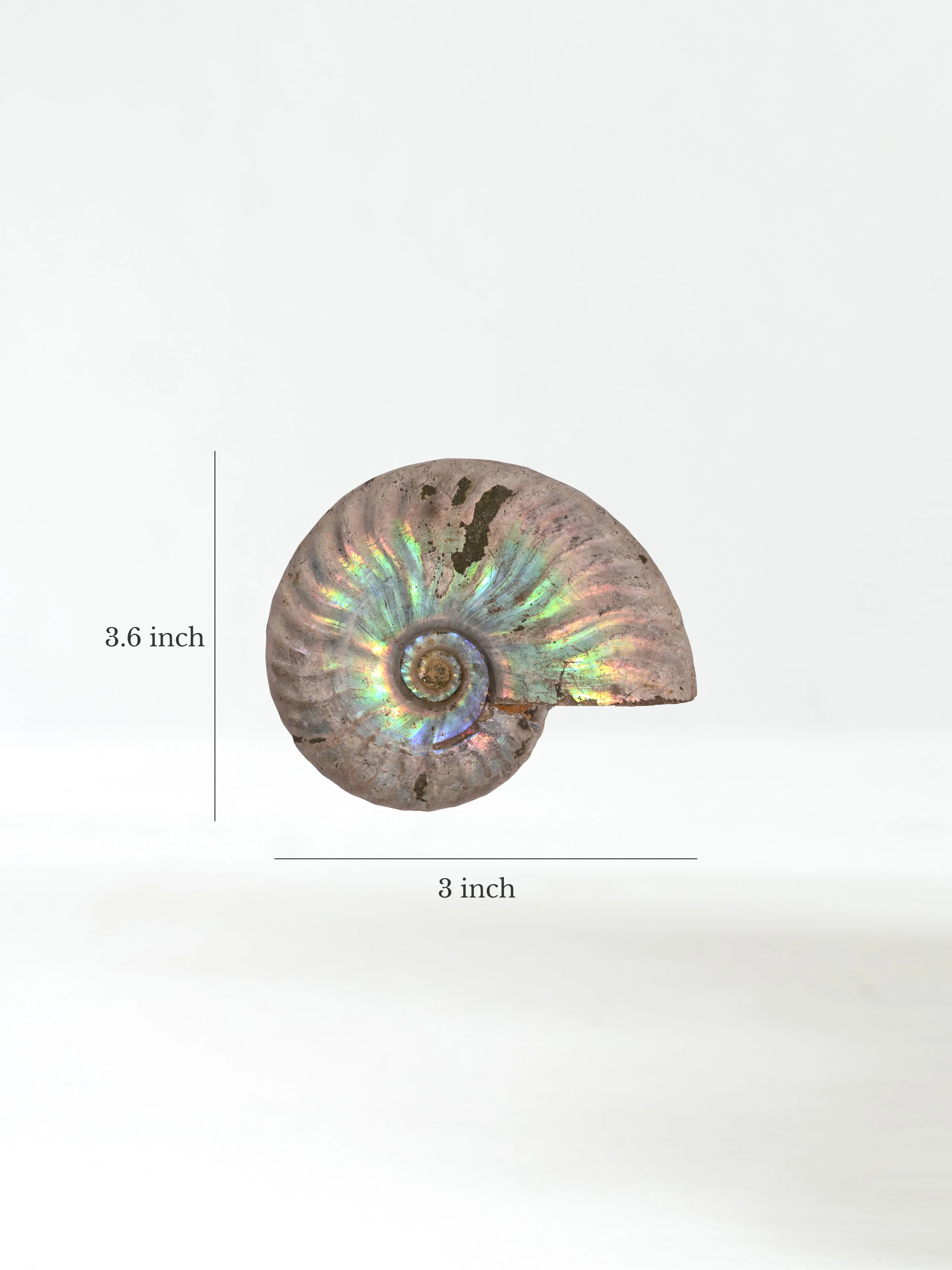 Iridescent Ammonite - Image 22