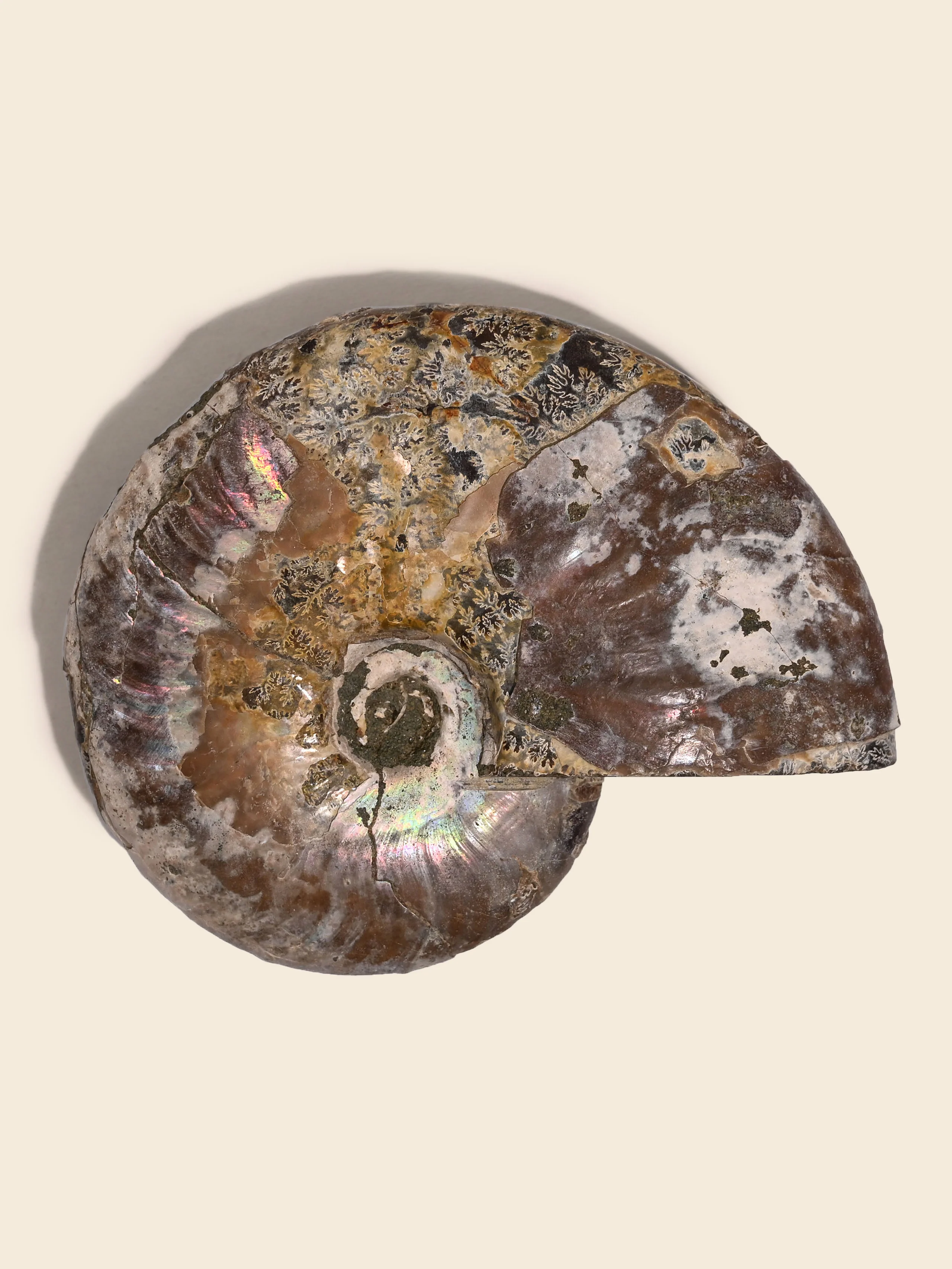 Iridescent Ammonite - Image 23