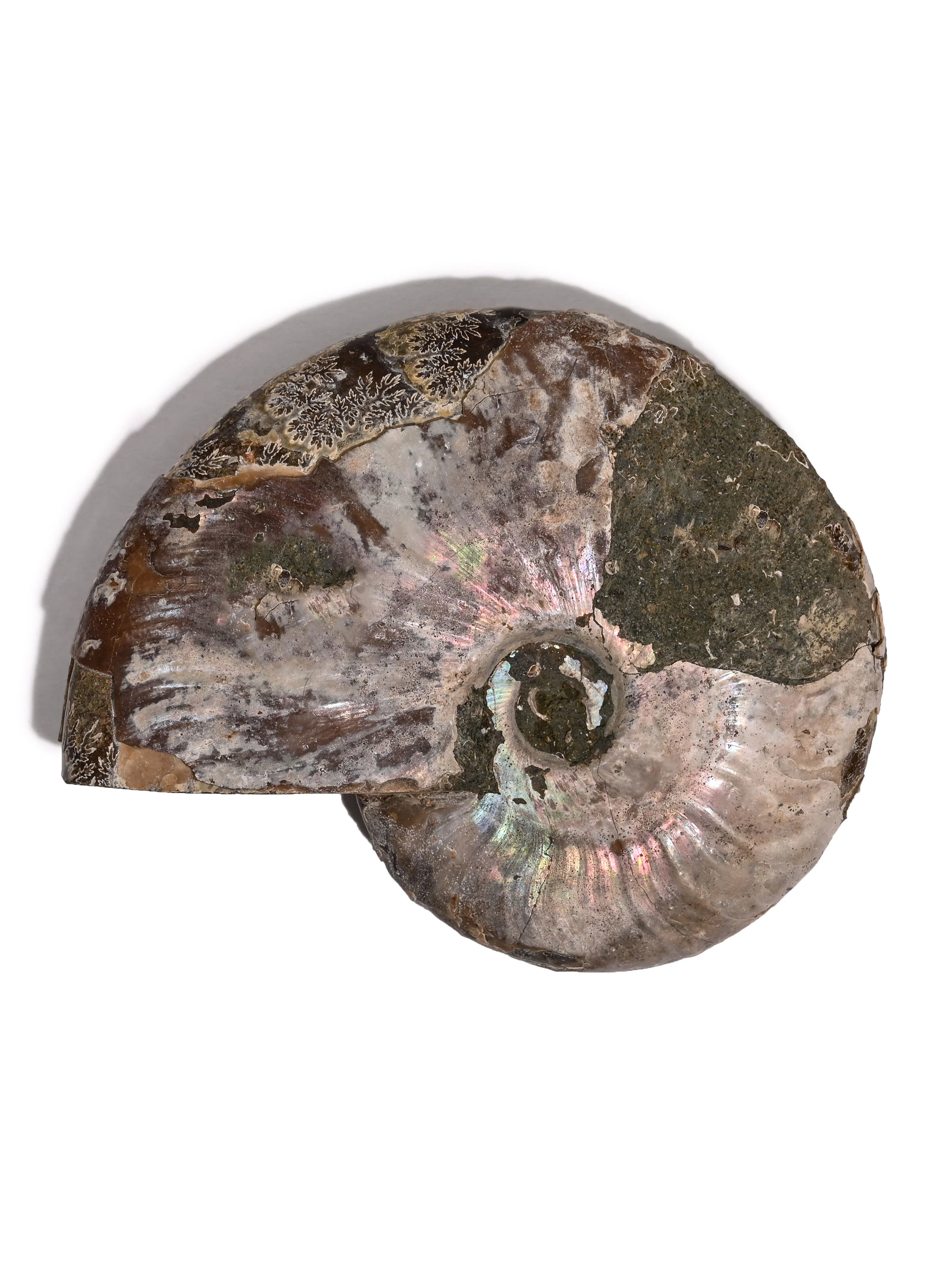 Iridescent Ammonite - Image 24