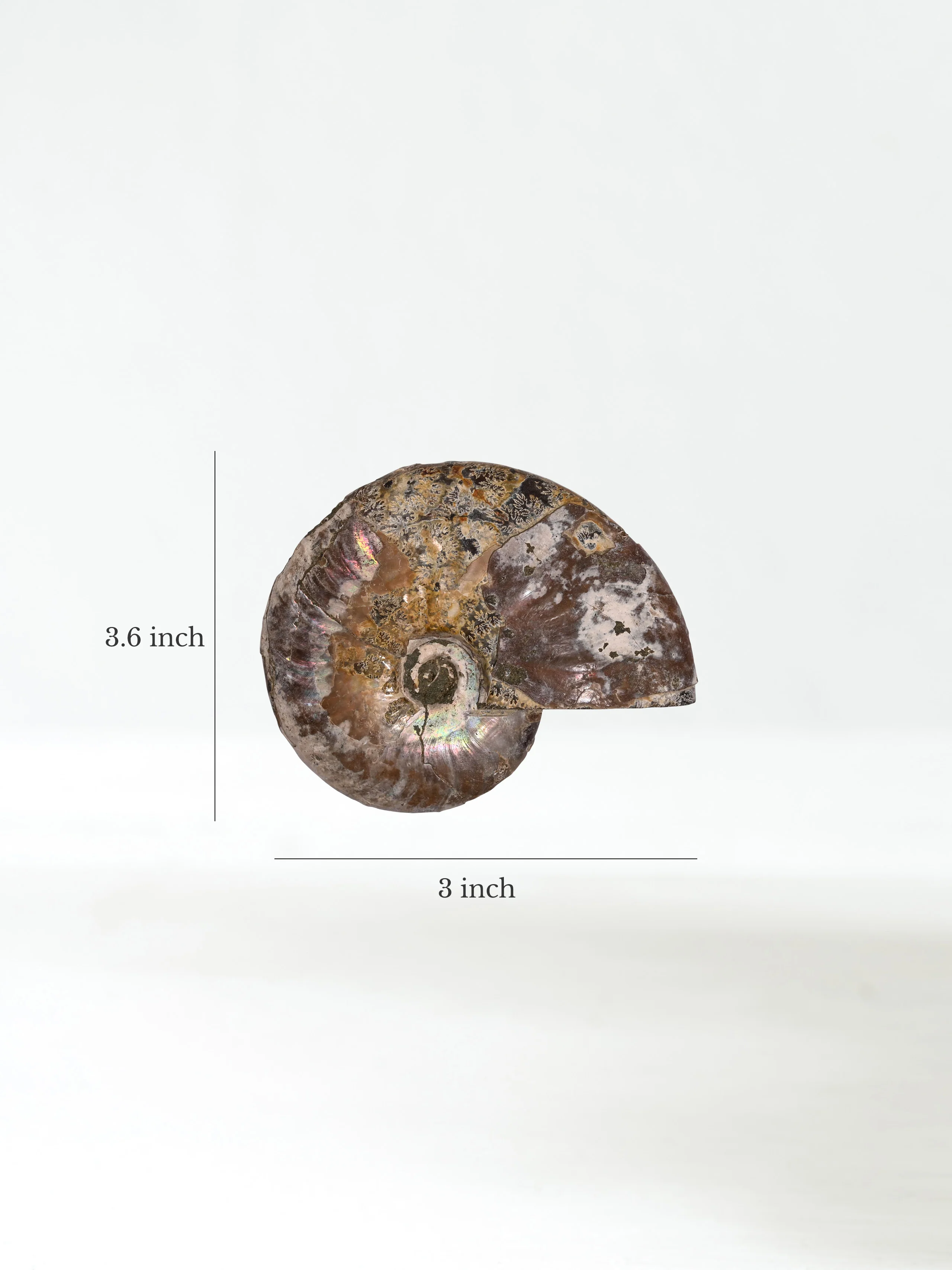 Iridescent Ammonite - Image 25