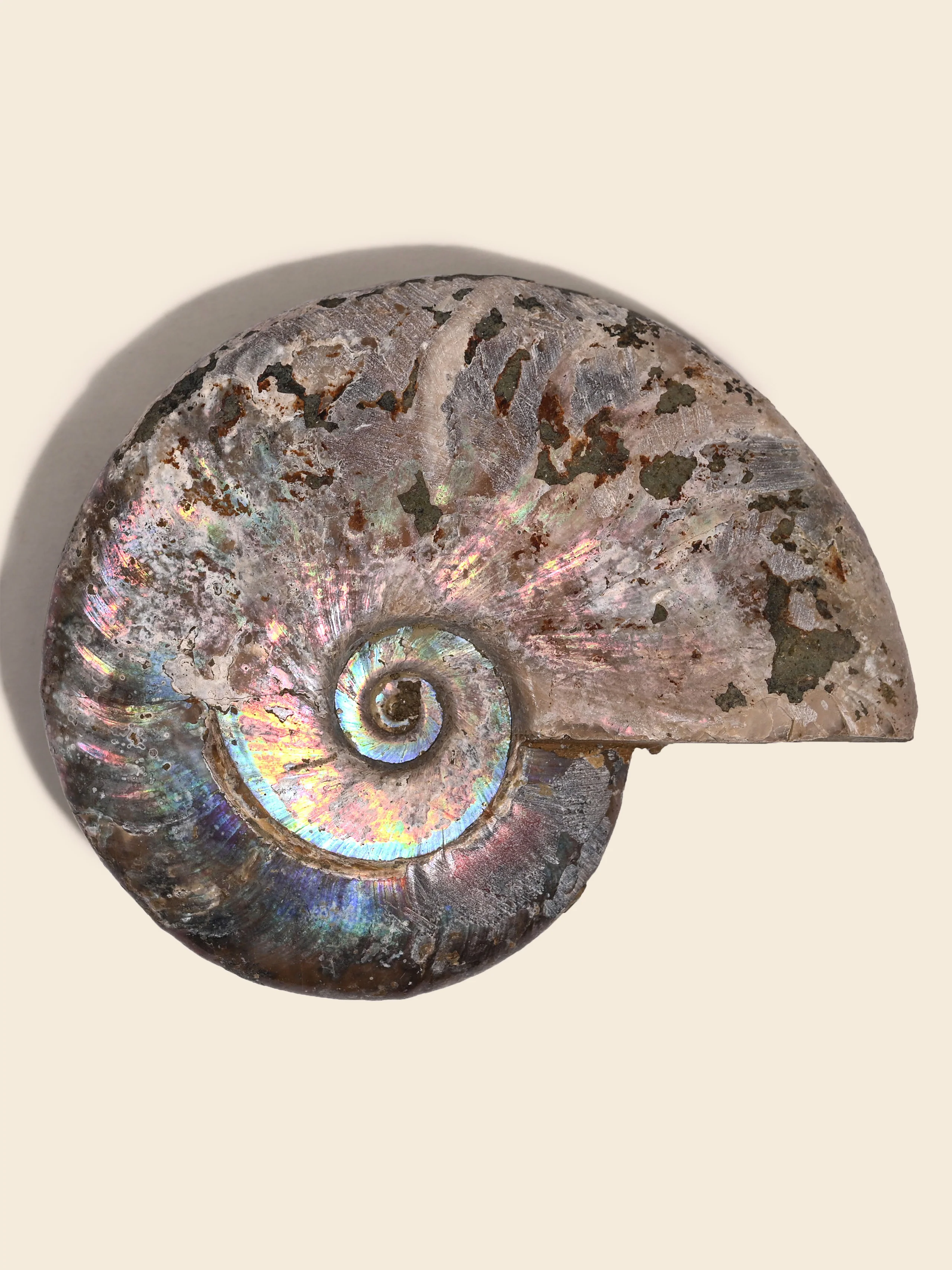 Iridescent Ammonite - Image 26
