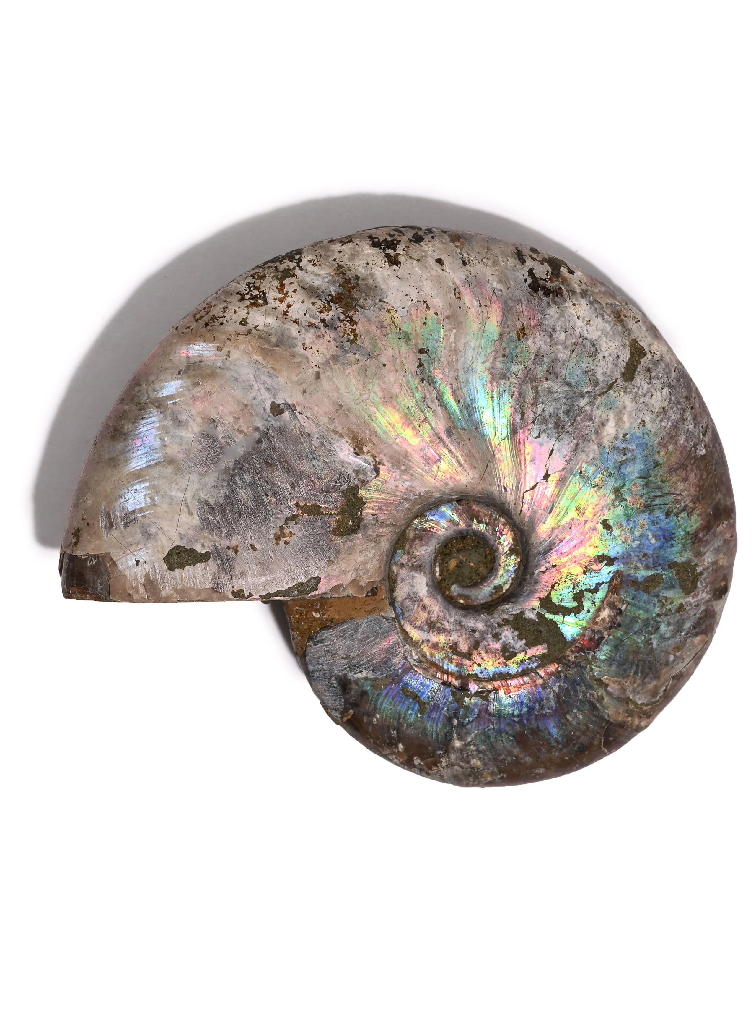 Iridescent Ammonite - Image 27