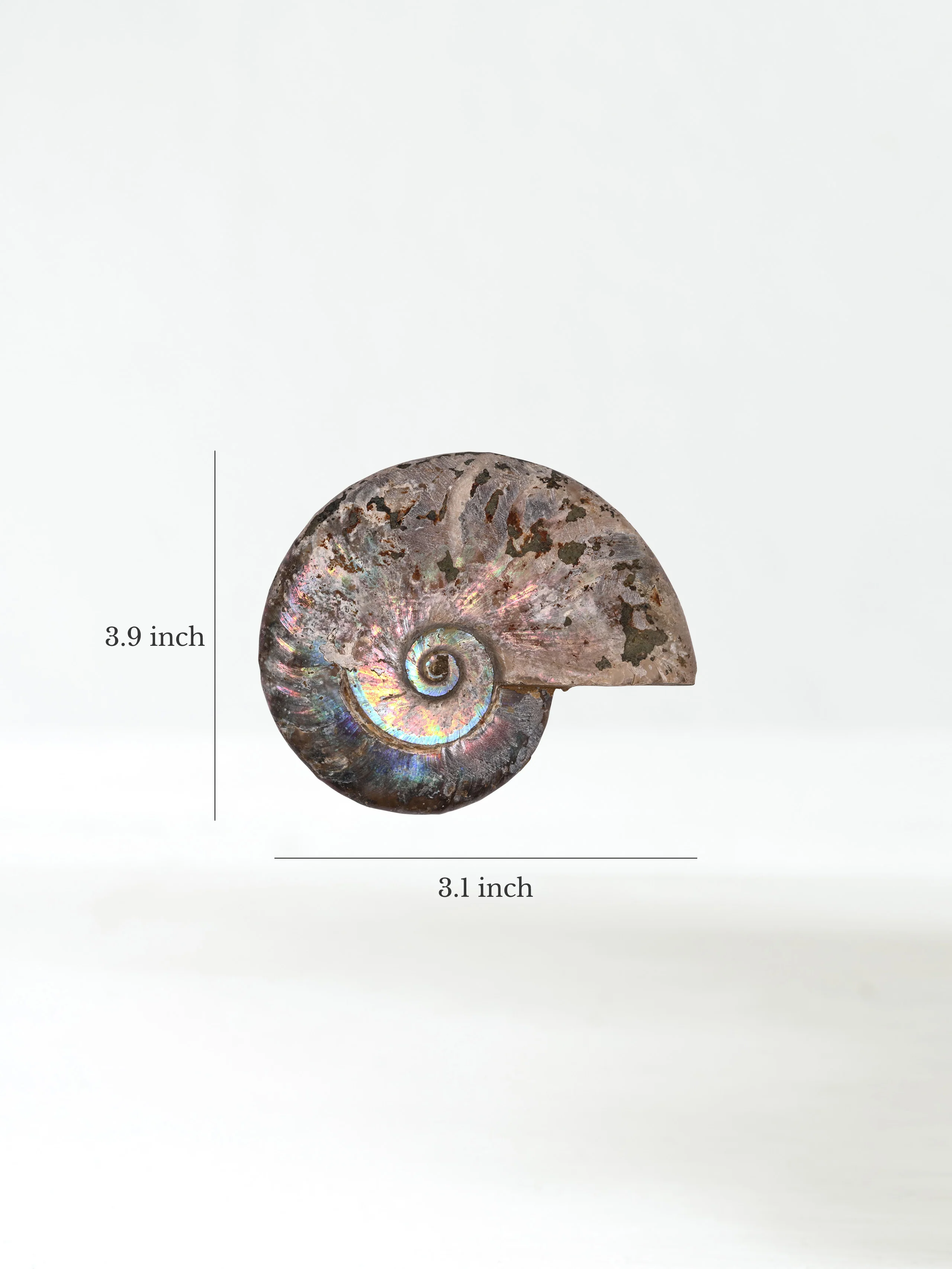 Iridescent Ammonite - Image 28