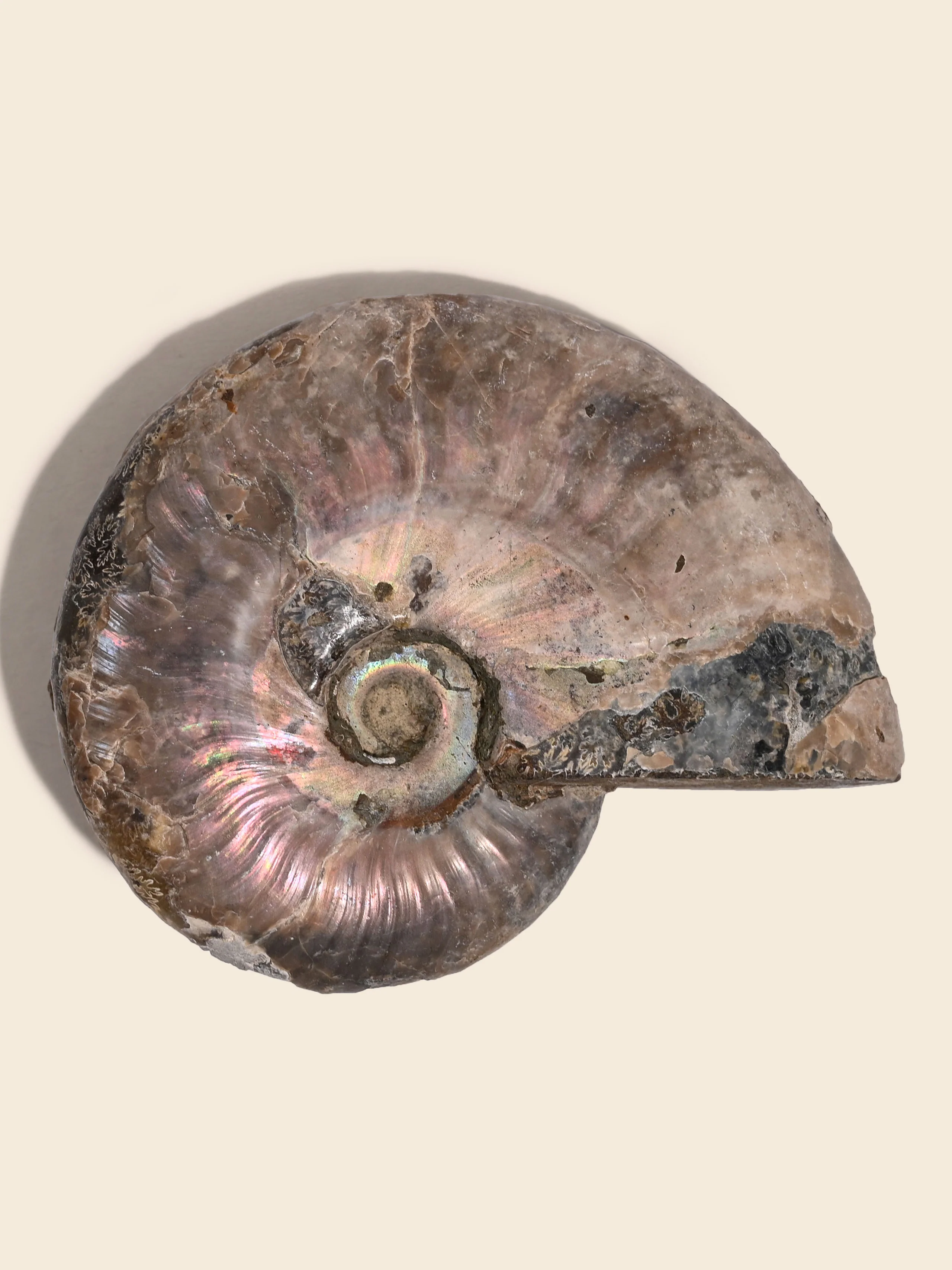 Iridescent Ammonite - Image 29