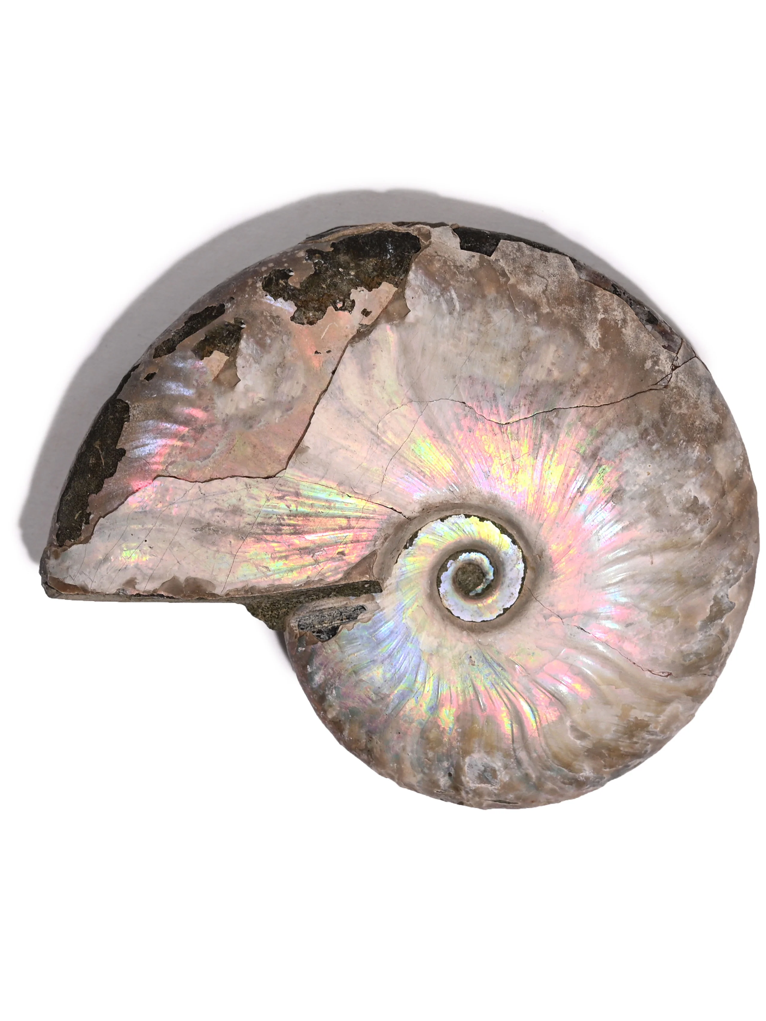 Iridescent Ammonite - Image 3