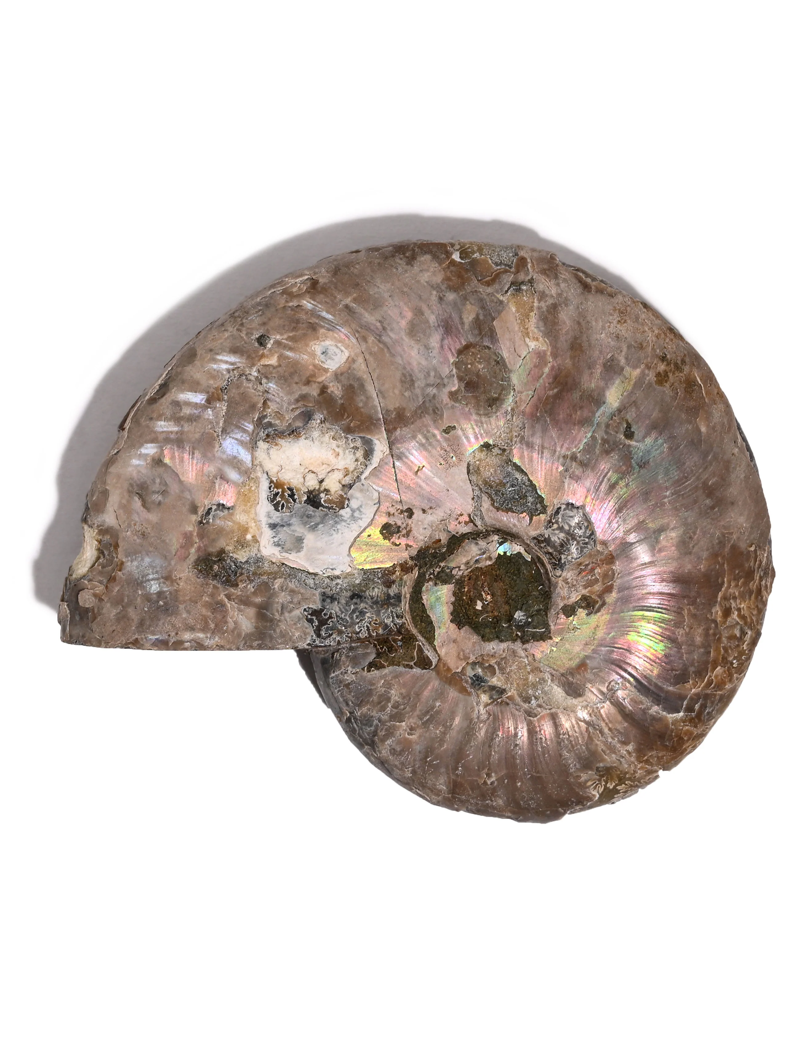 Iridescent Ammonite - Image 30