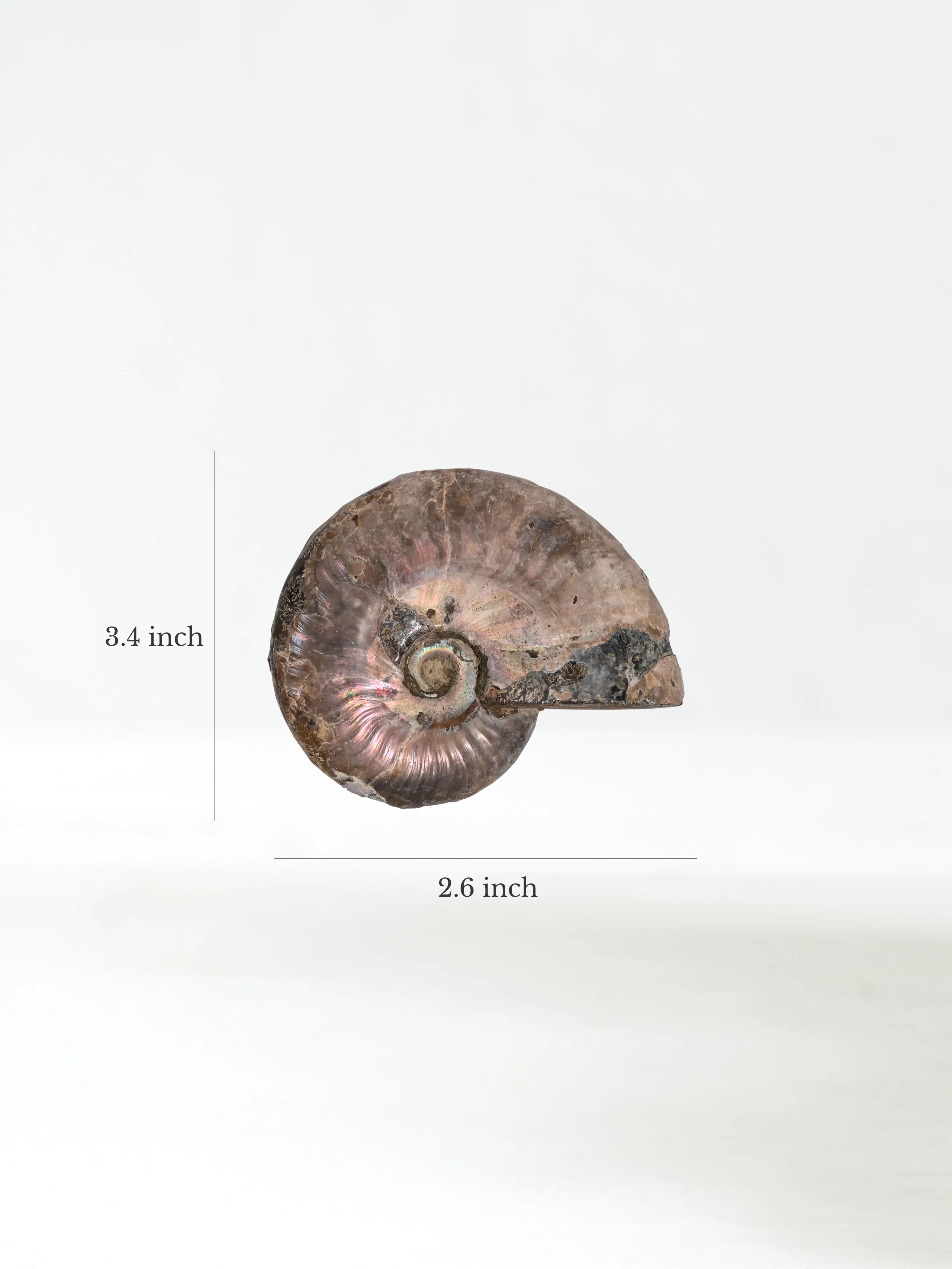 Iridescent Ammonite - Image 31
