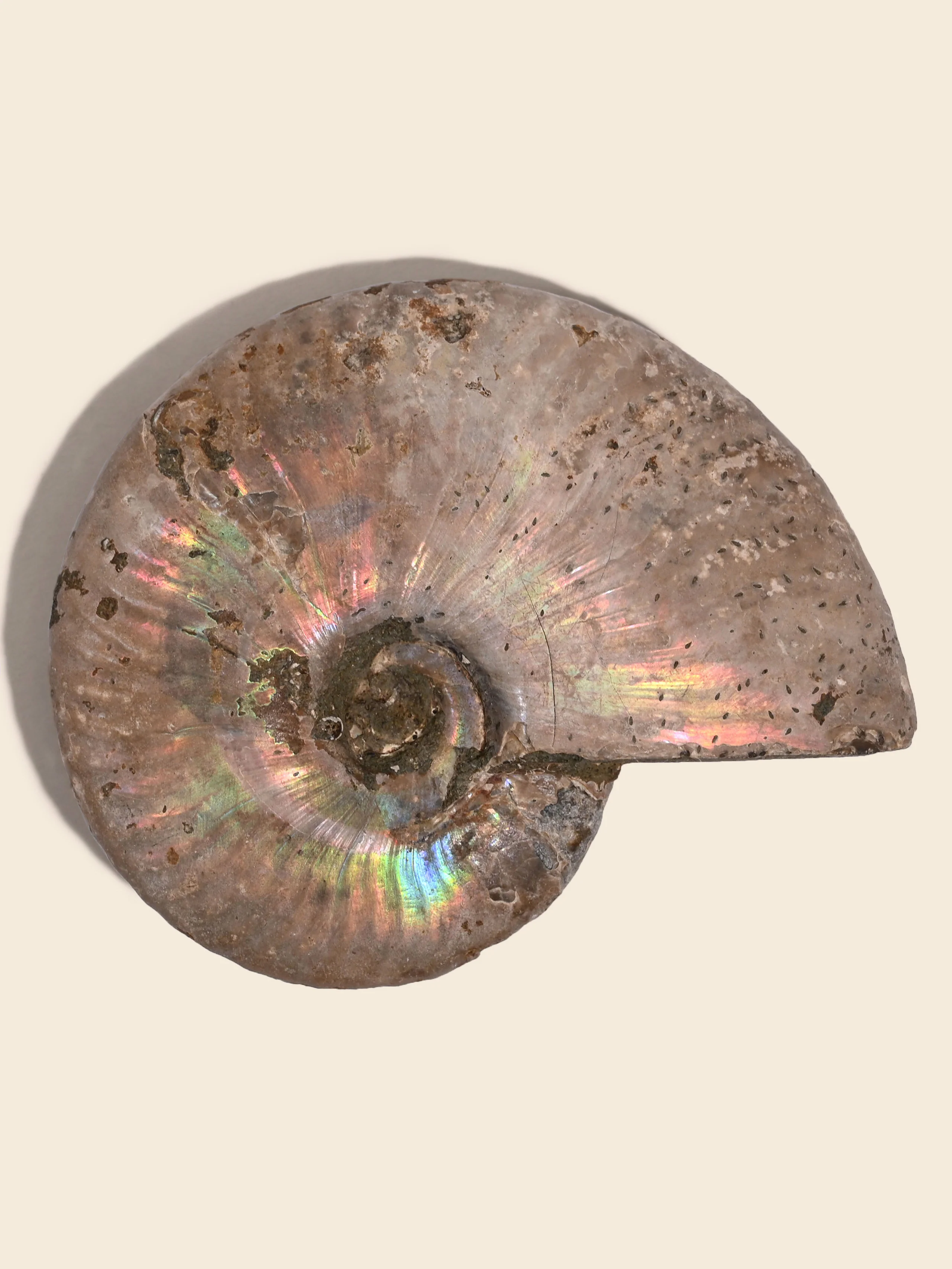Iridescent Ammonite - Image 32