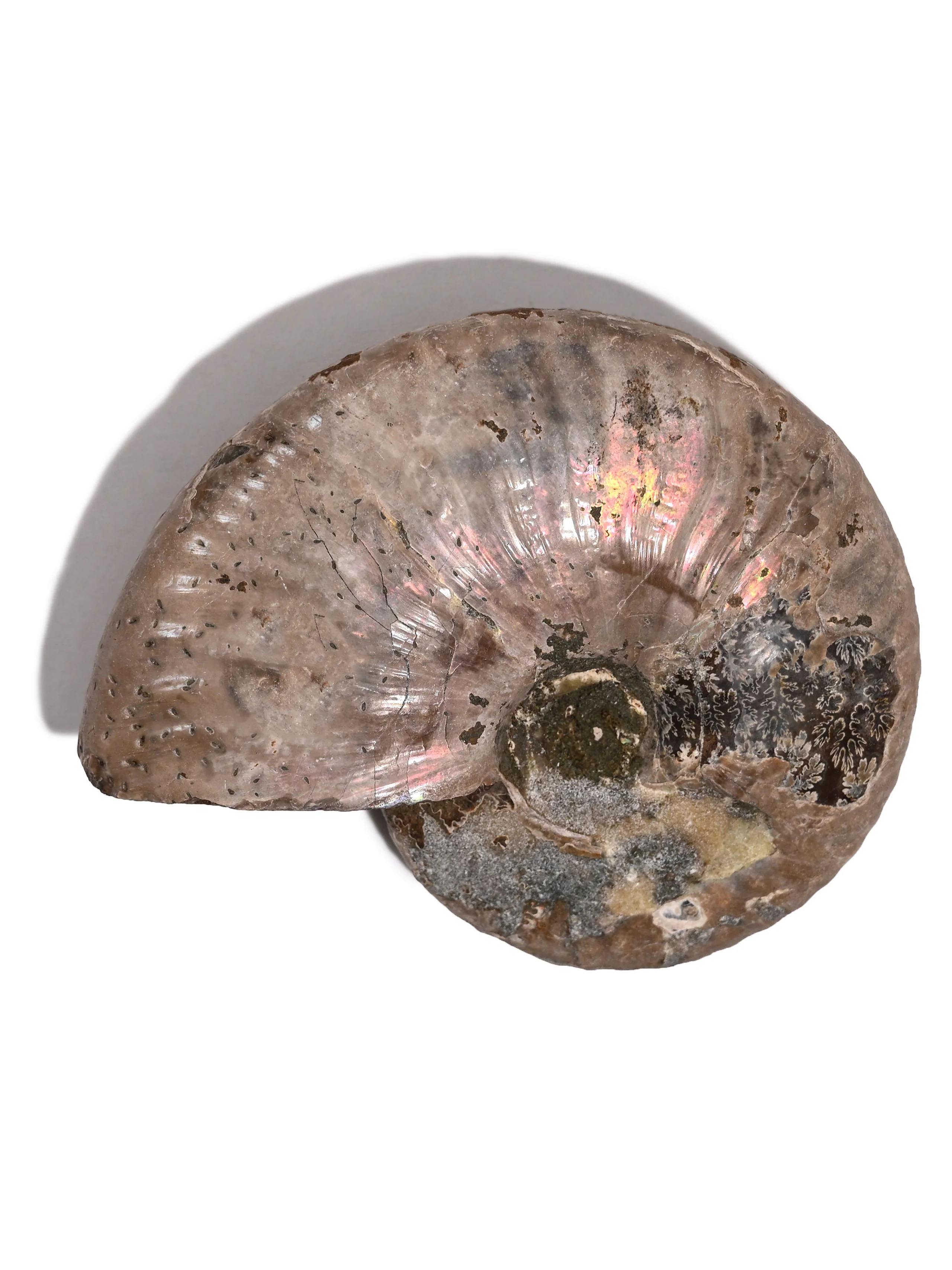 Iridescent Ammonite - Image 33