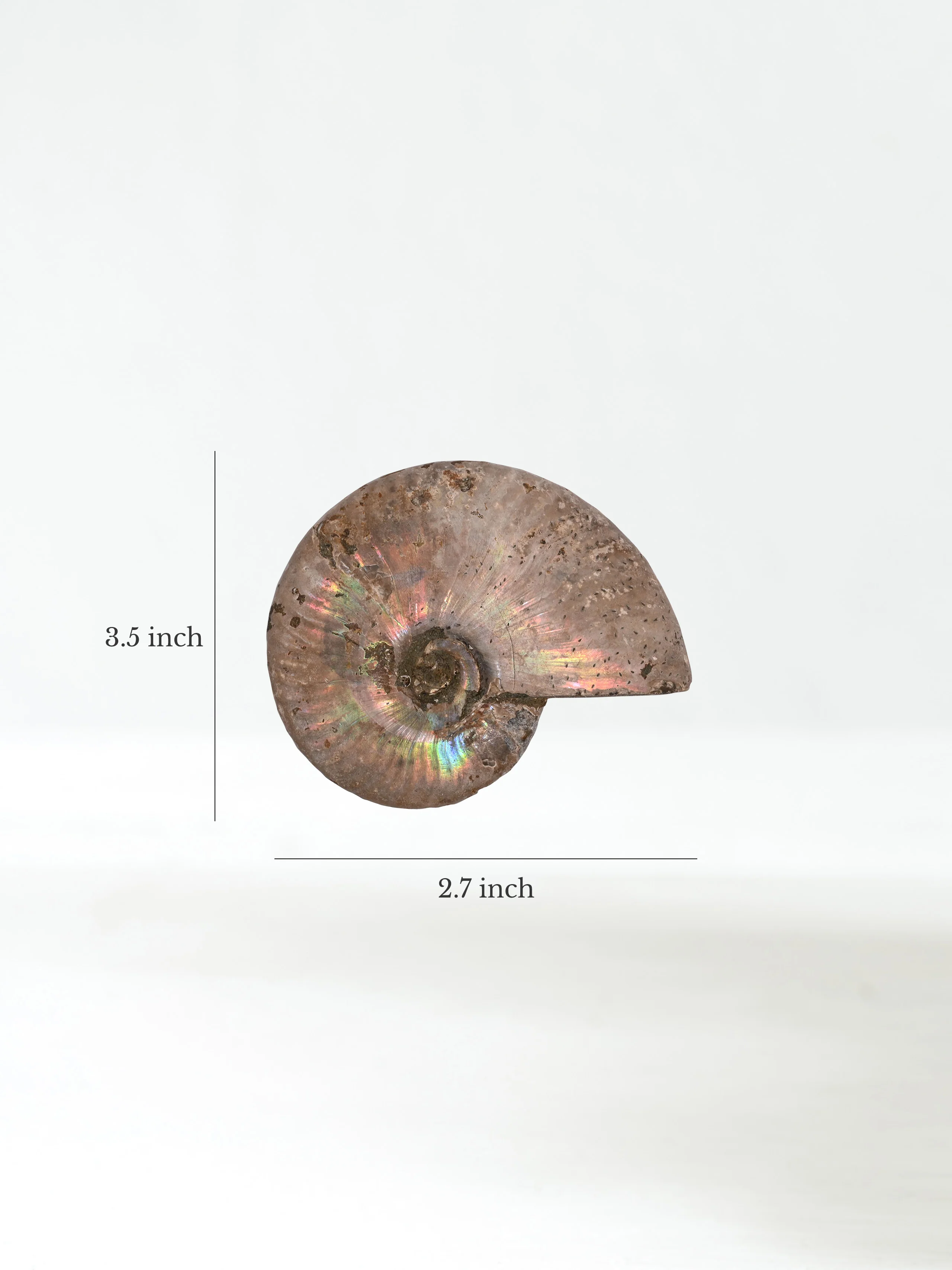 Iridescent Ammonite - Image 34