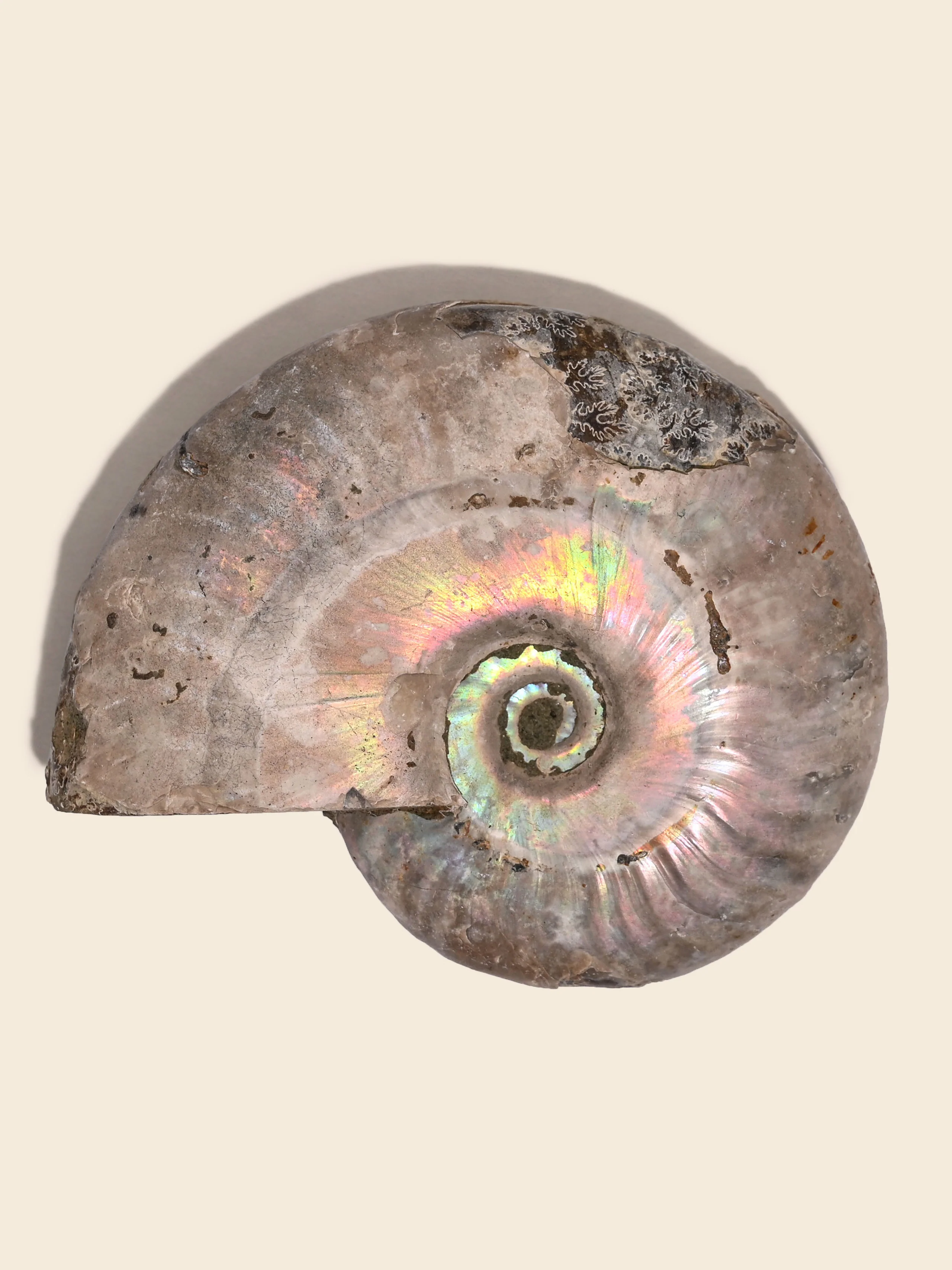 Iridescent Ammonite - Image 35