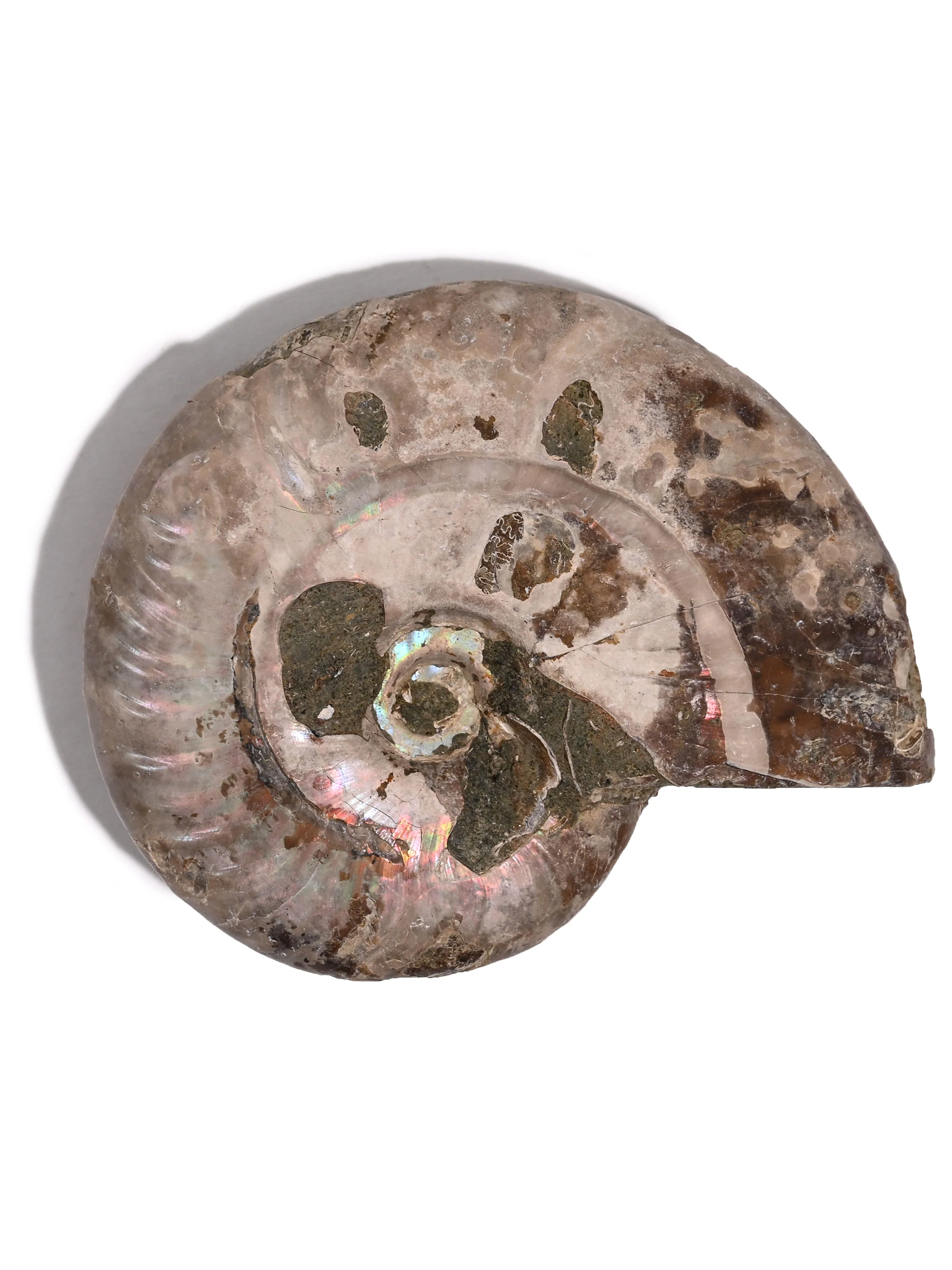 Iridescent Ammonite - Image 36