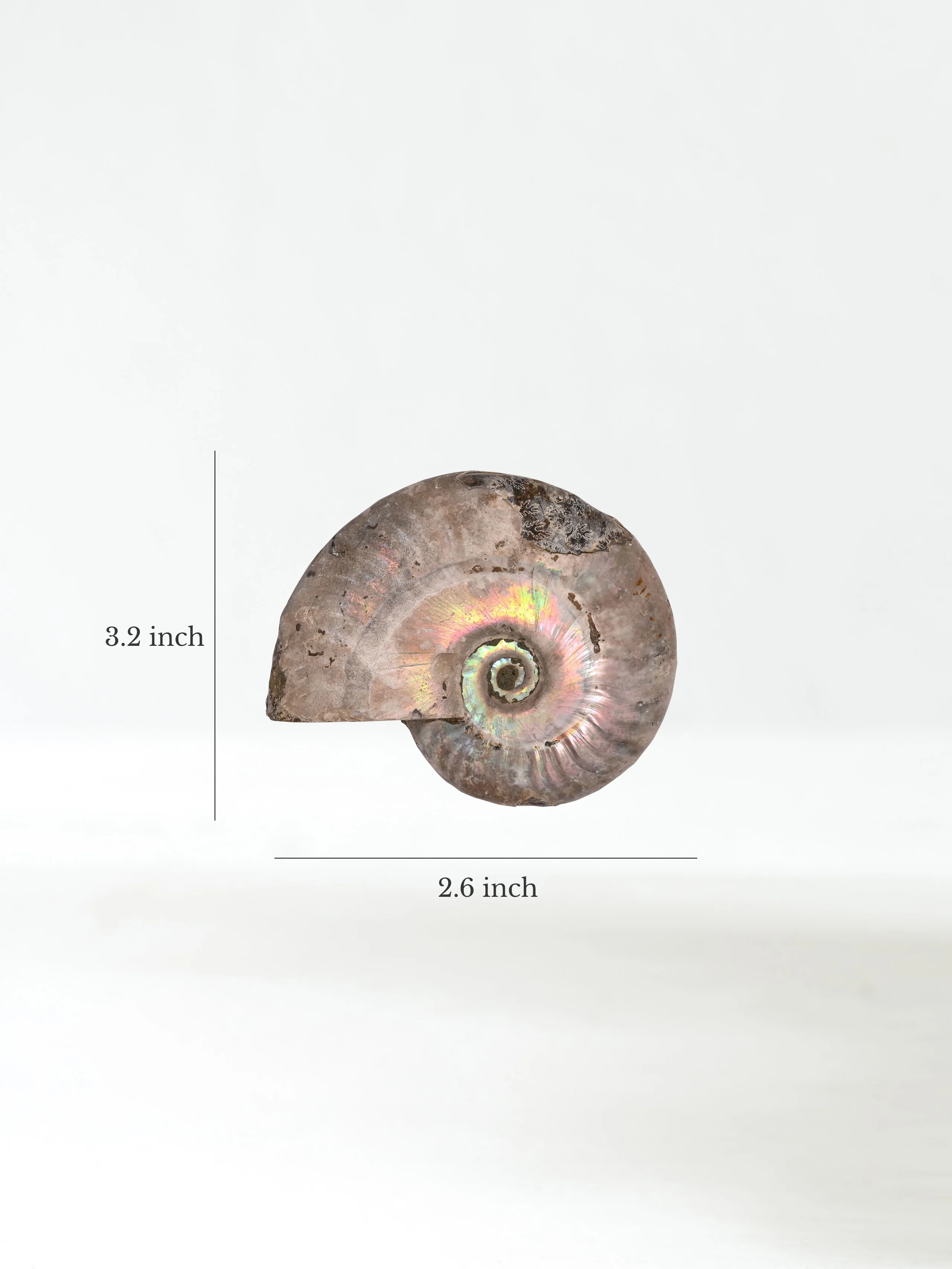 Iridescent Ammonite - Image 37