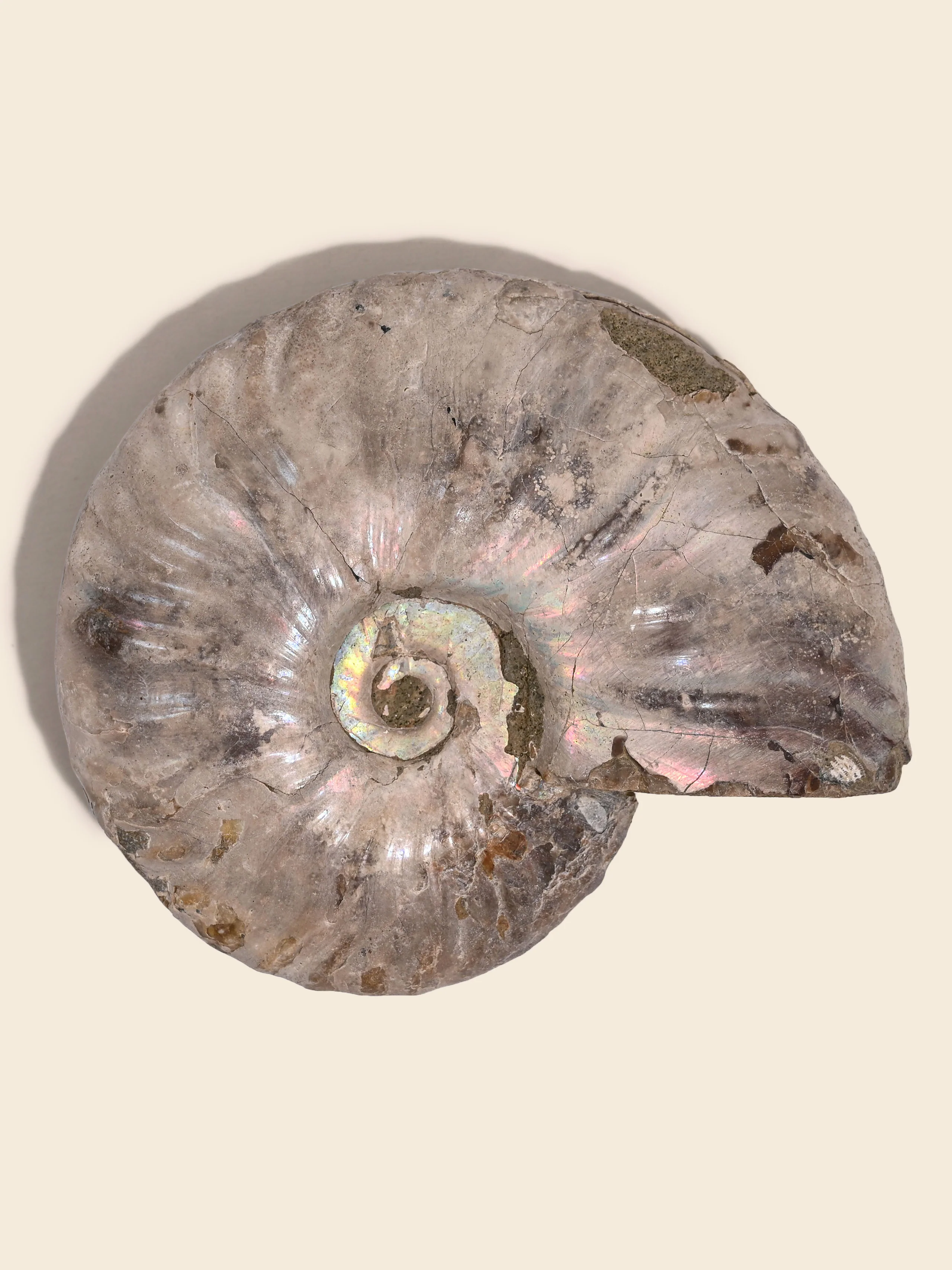 Iridescent Ammonite - Image 38