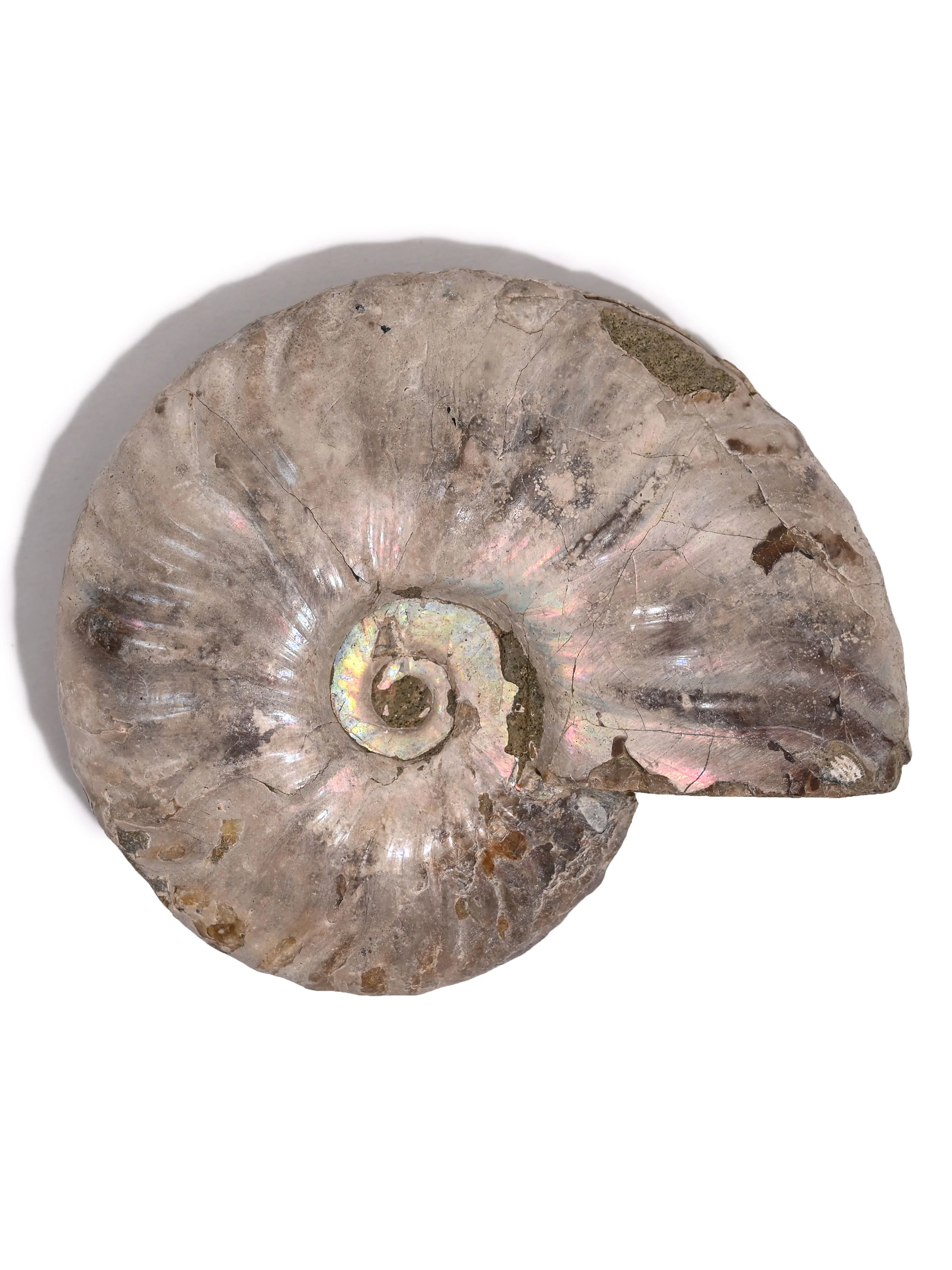 Iridescent Ammonite - Image 39