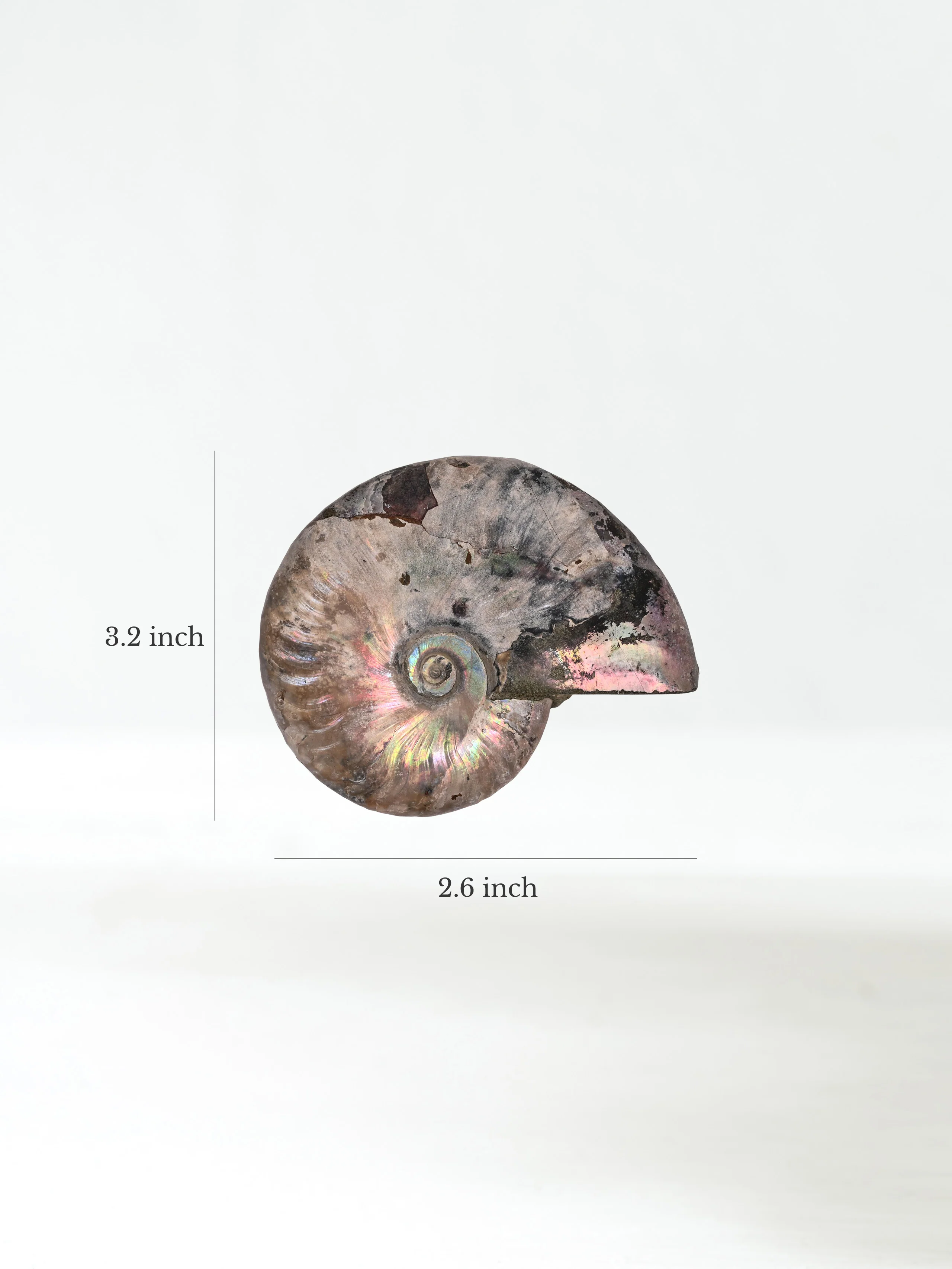 Iridescent Ammonite - Image 4