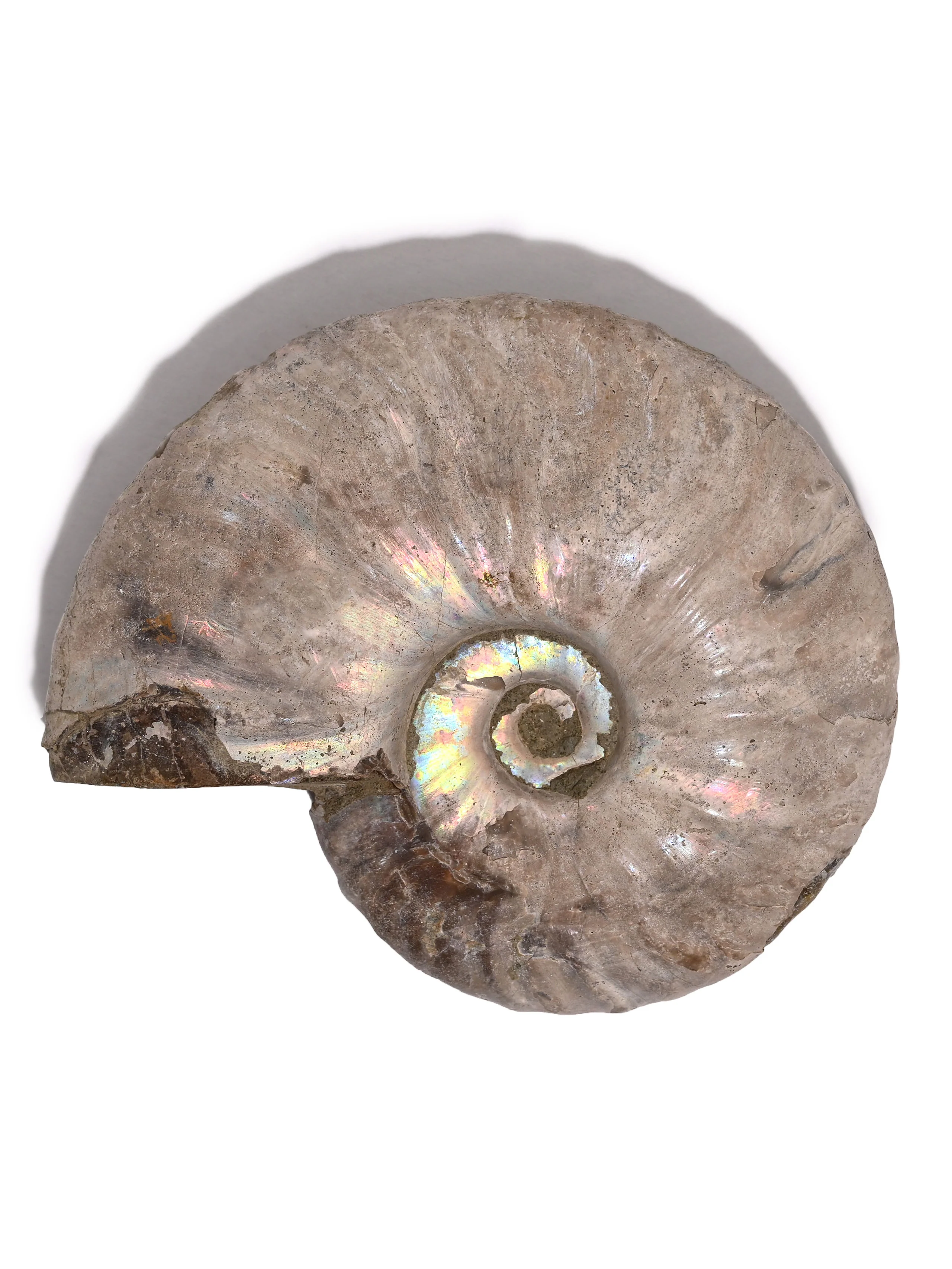 Iridescent Ammonite - Image 40