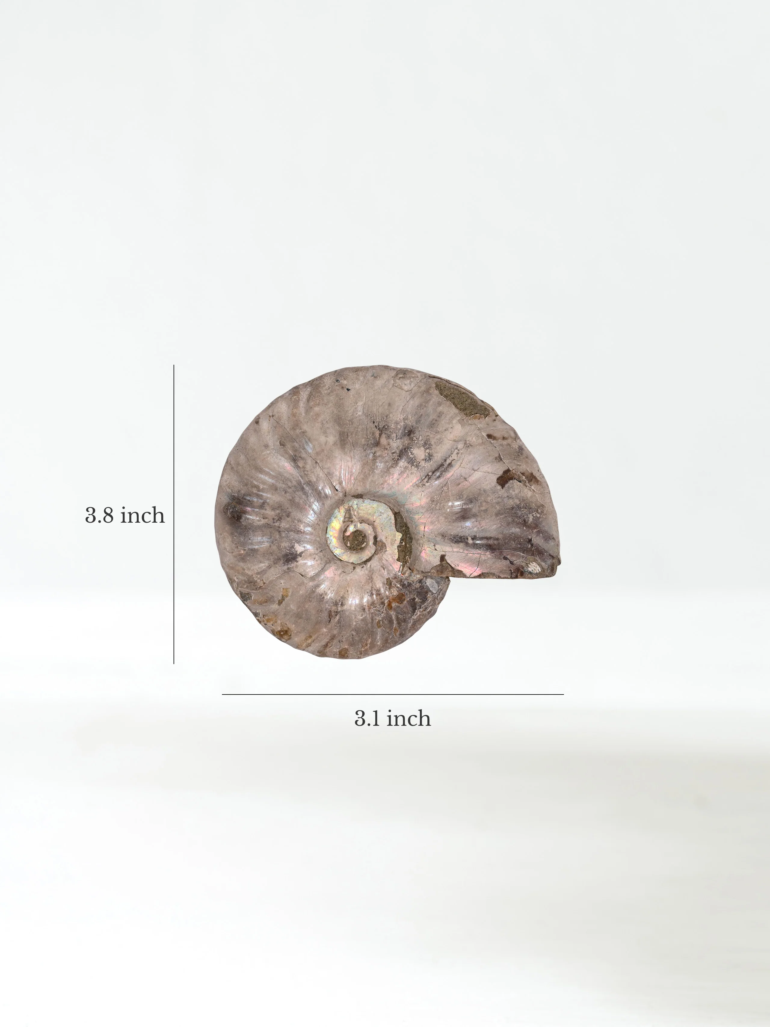 Iridescent Ammonite - Image 41