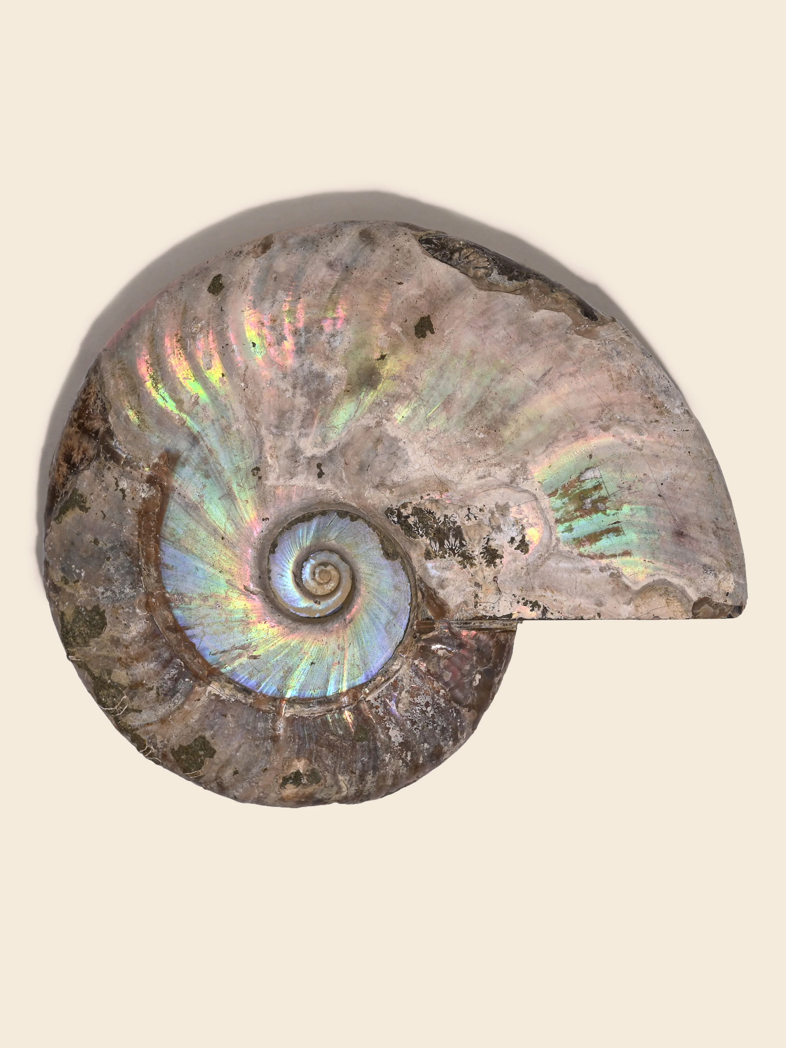 Iridescent Ammonite - Image 5
