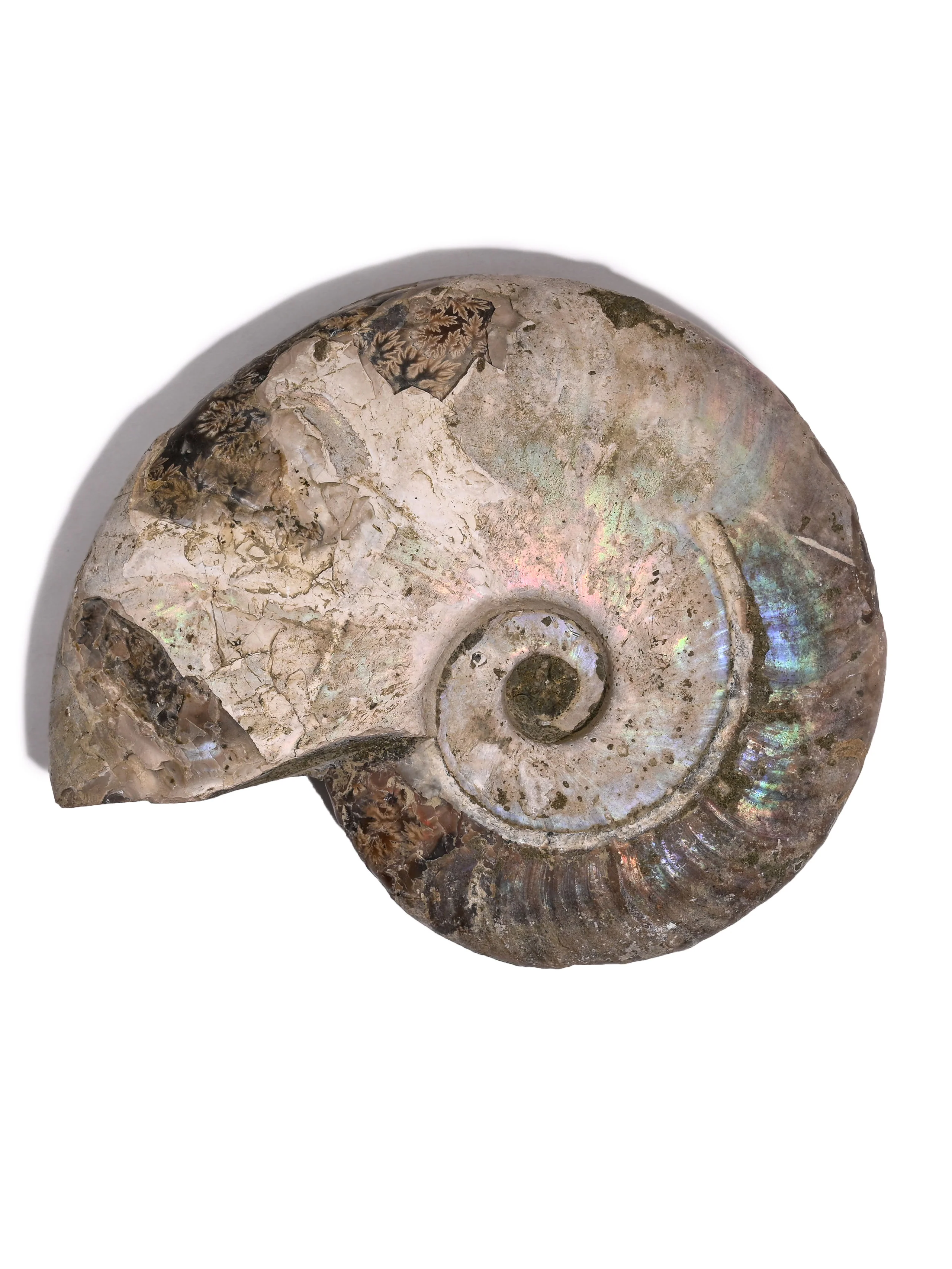 Iridescent Ammonite - Image 6
