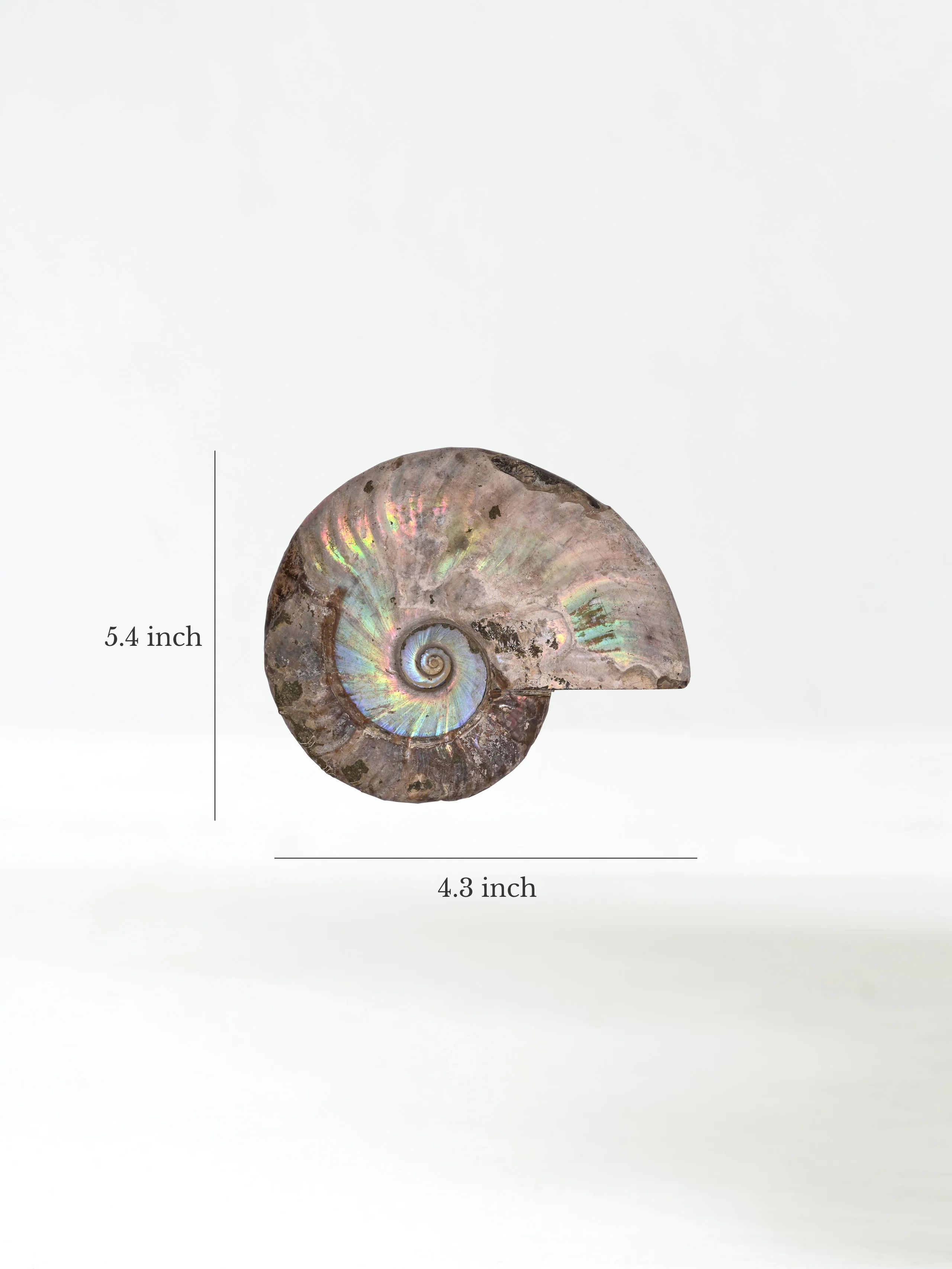 Iridescent Ammonite - Image 7