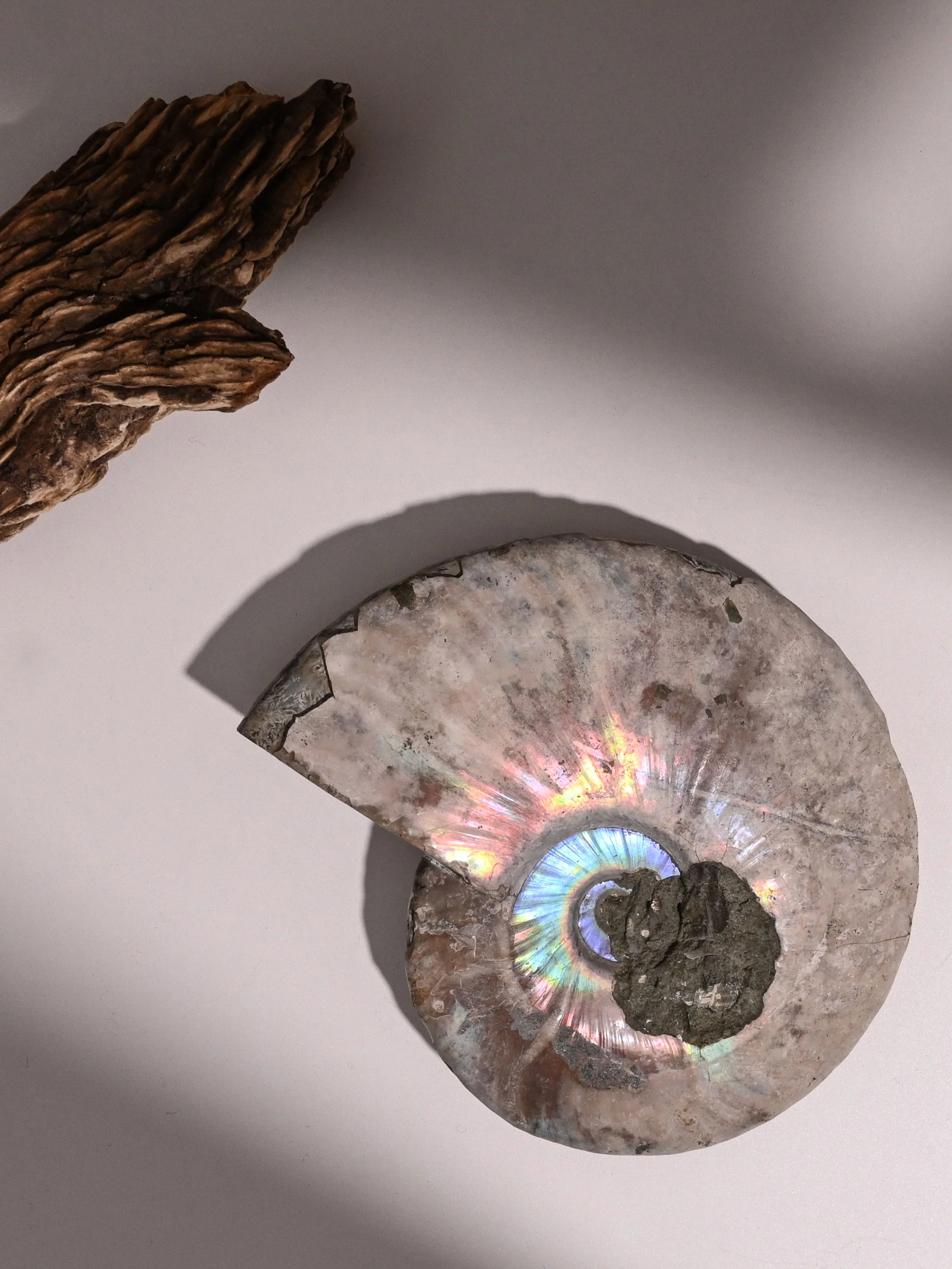 Iridescent Ammonite - Image 8