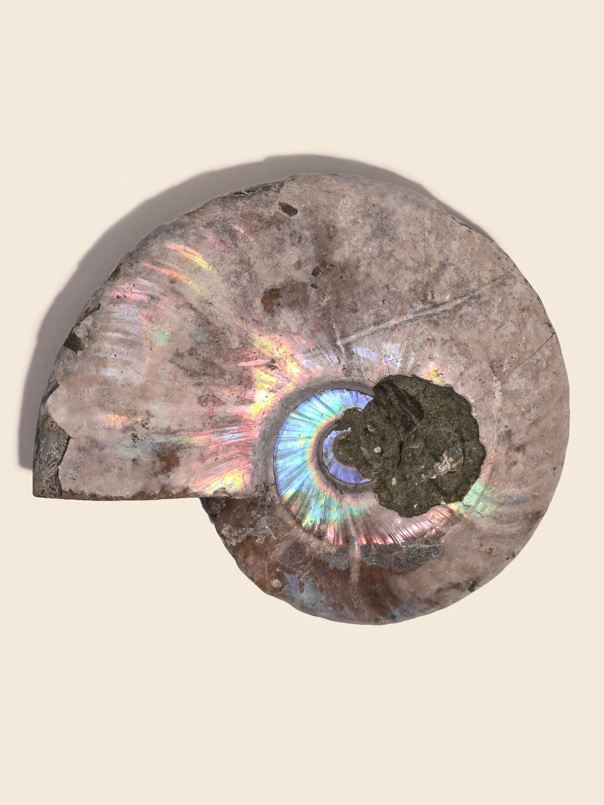 Iridescent Ammonite - Image 9