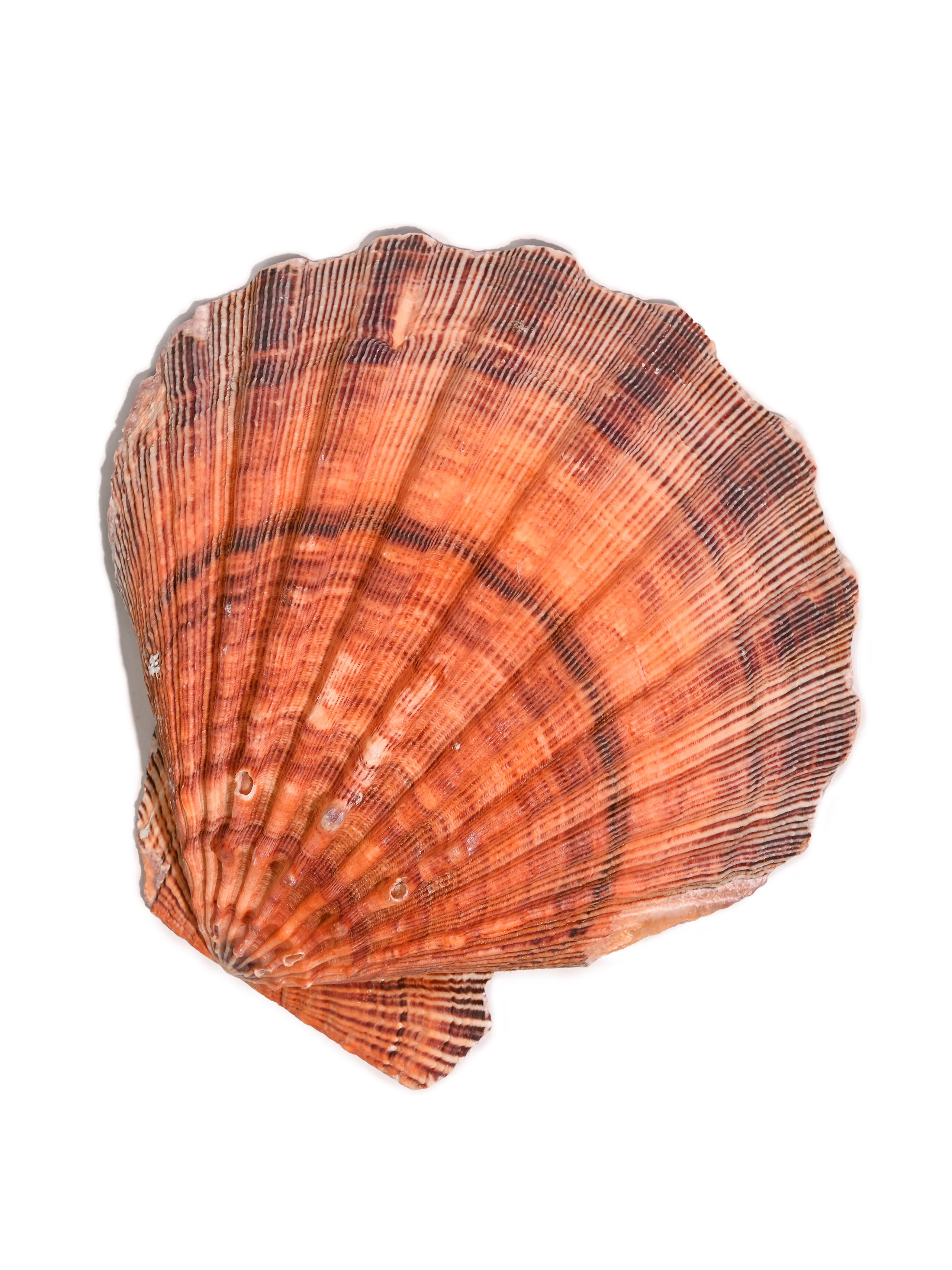 Lion's Paw Shell Smudge Bowl - Image 3