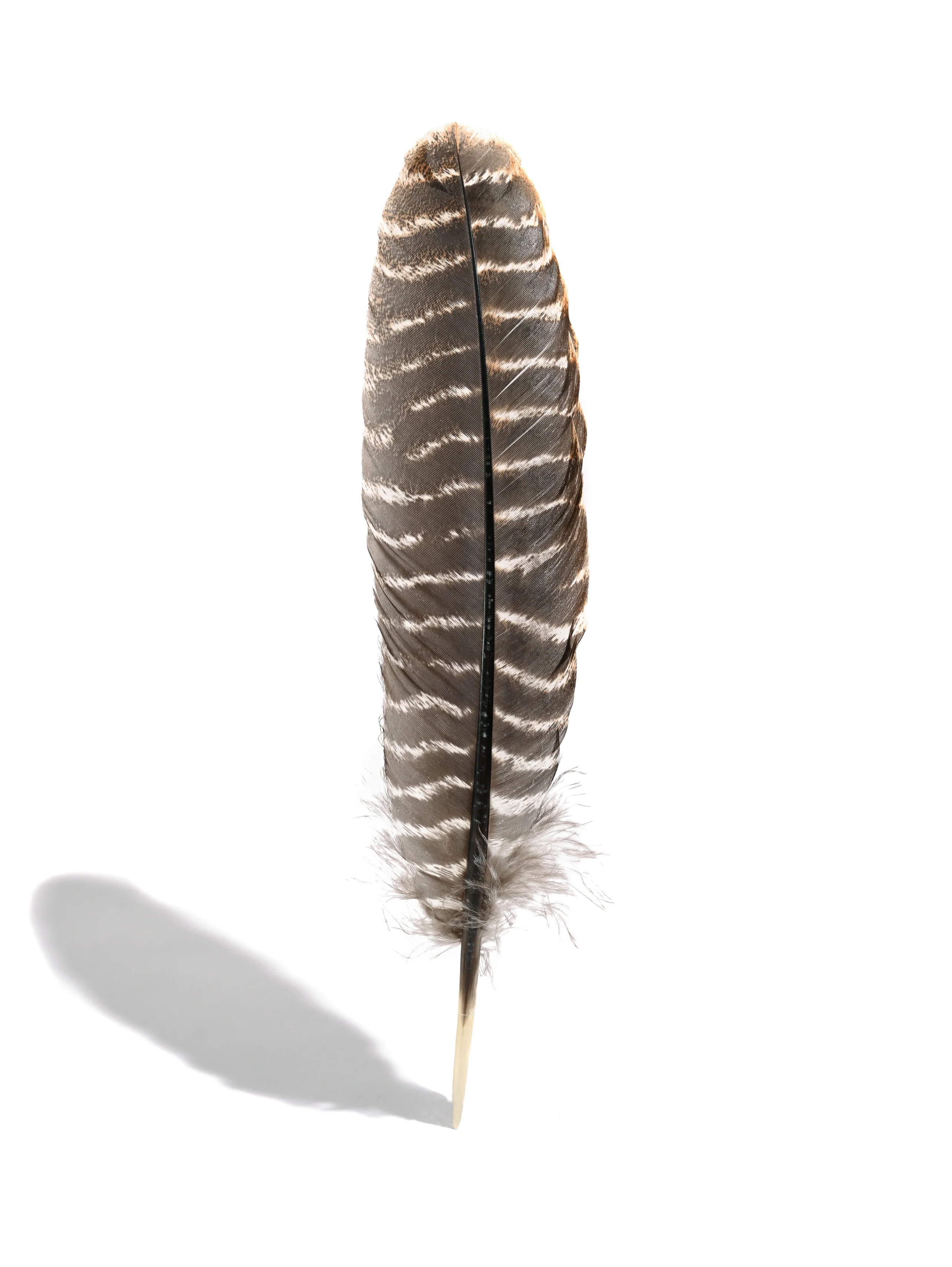 Mini Turkey Feather