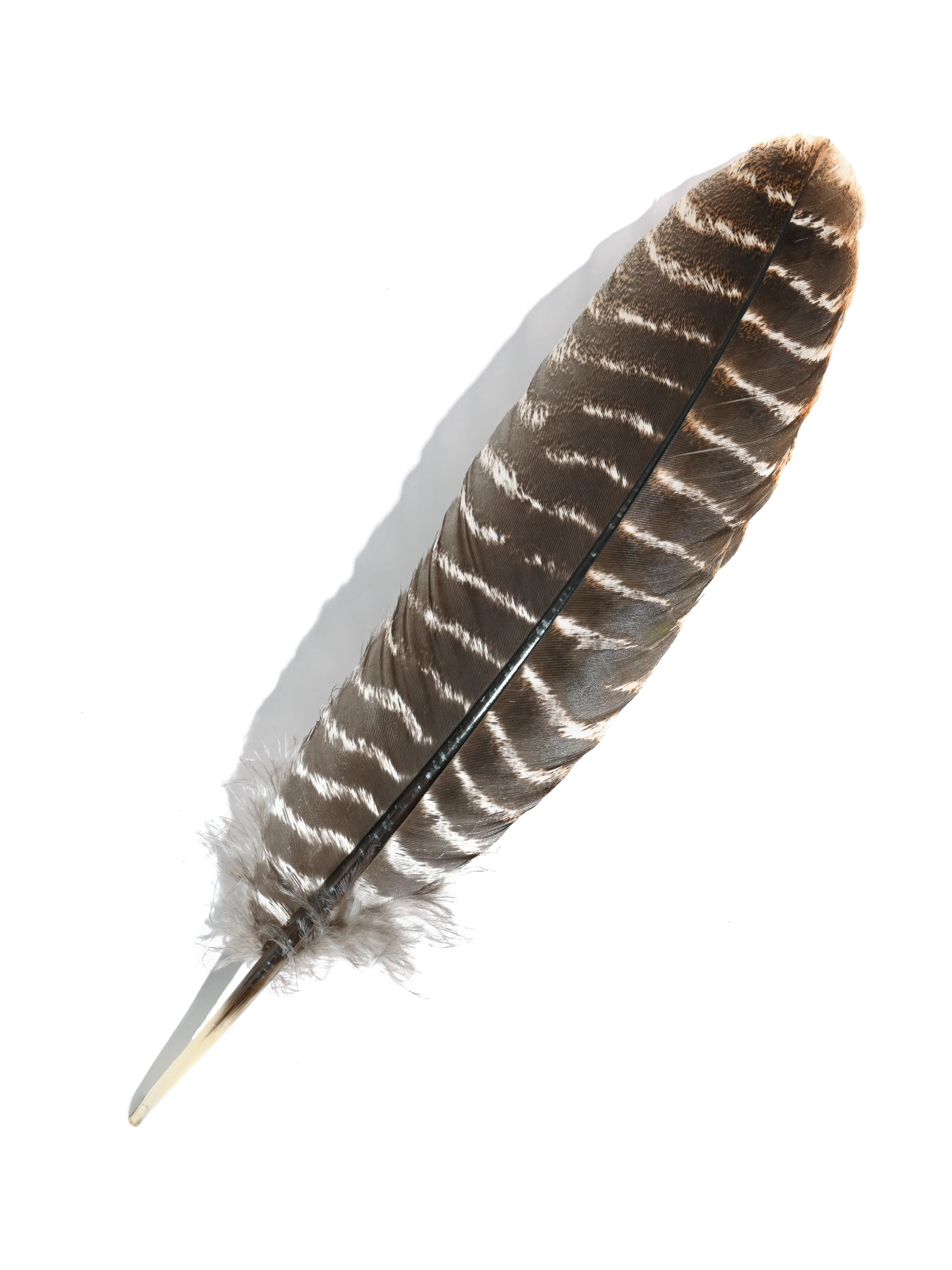 Mini Turkey Feather - Image 2
