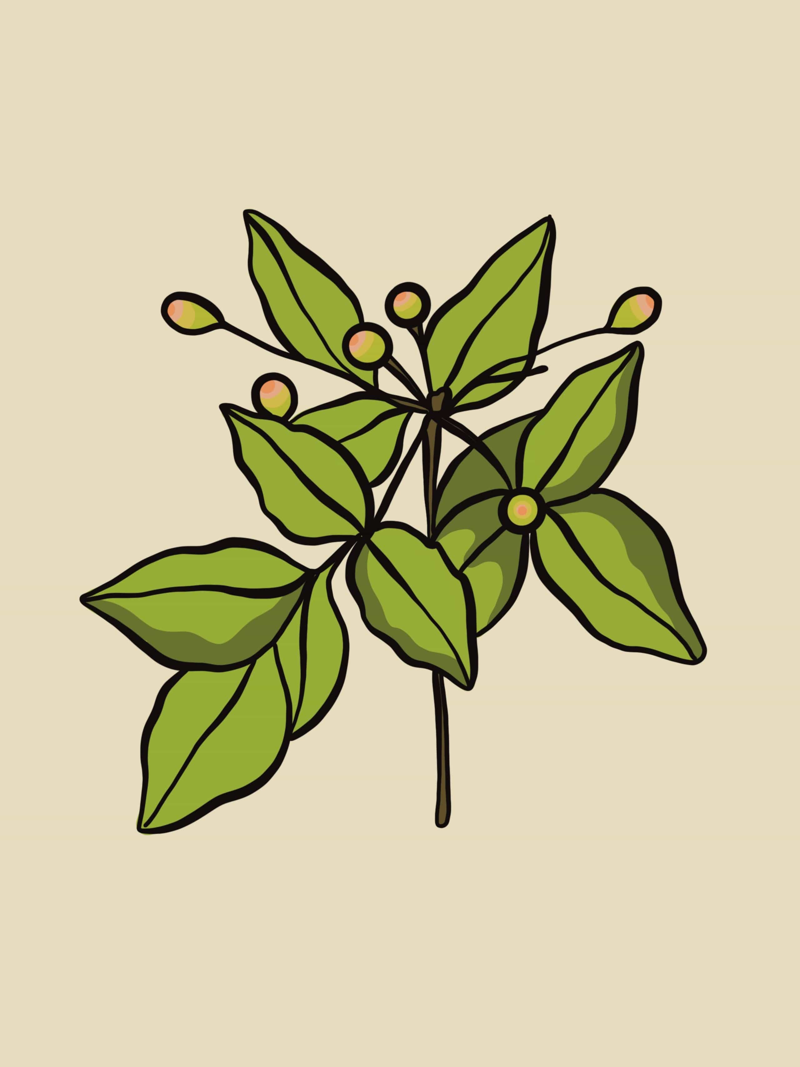 Palo Santo FRUIT Essential Oil - Image 4
